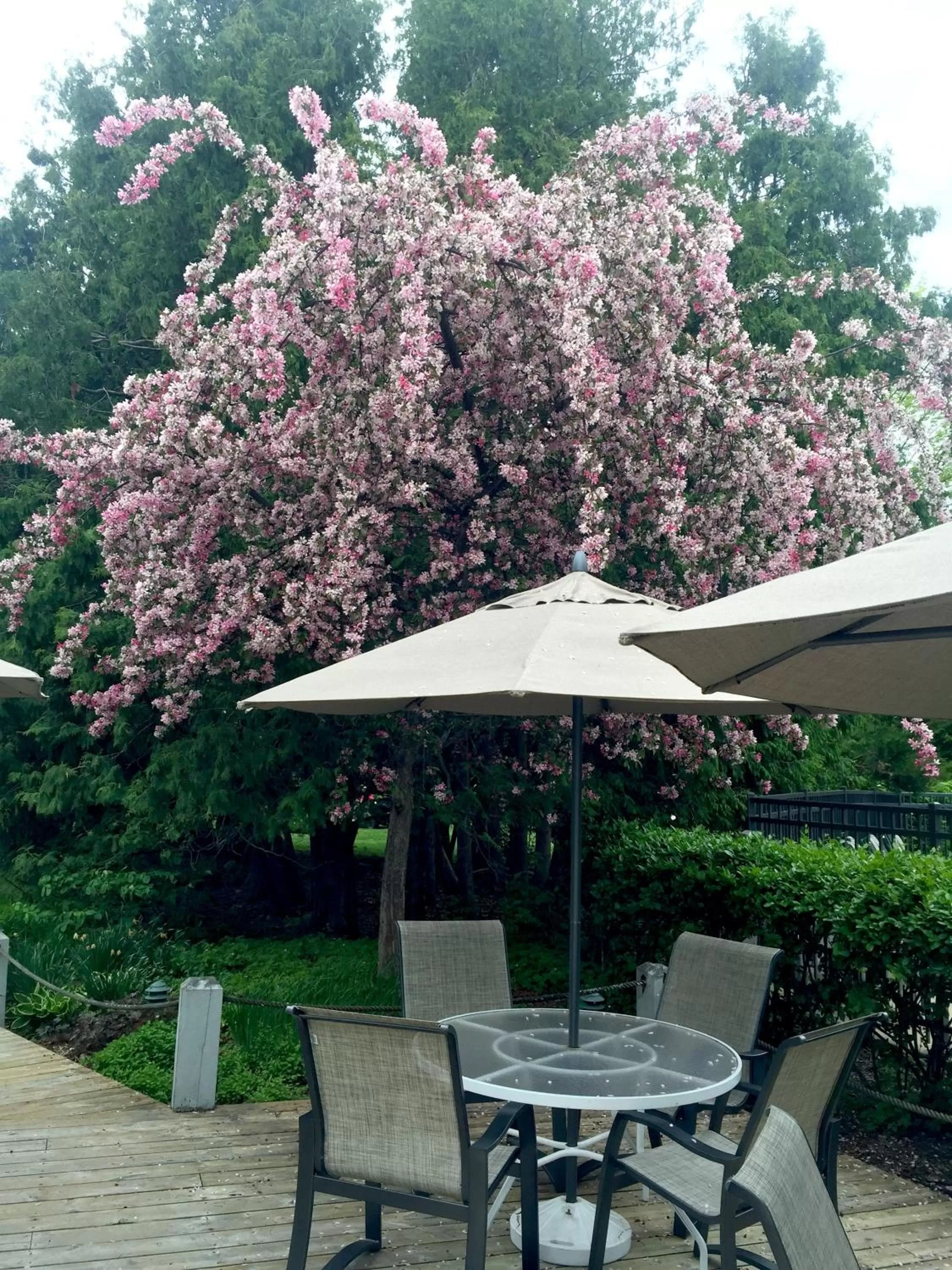 Patio in Country House Resort