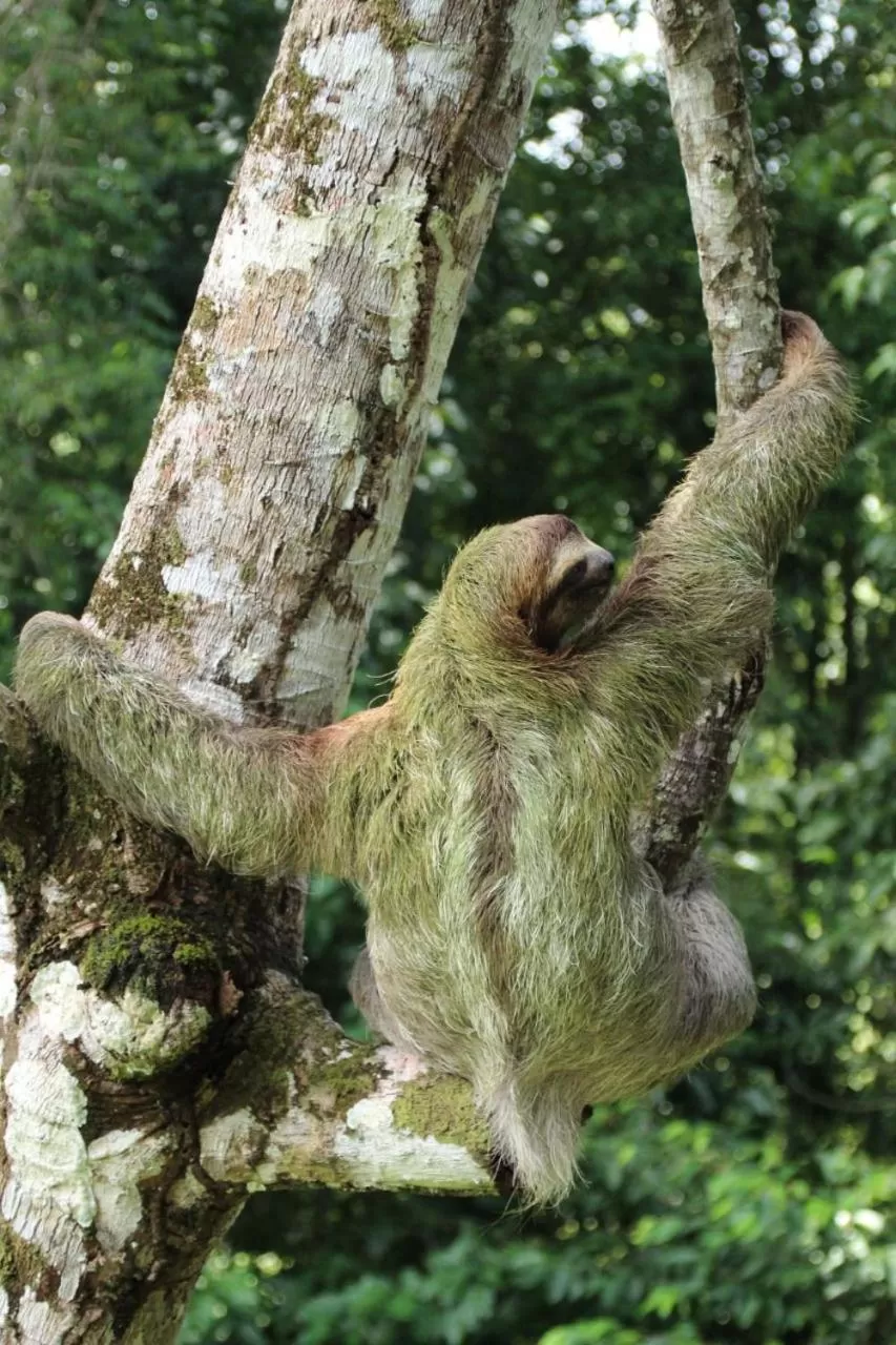 King Room - Adults Only  in La Foresta Nature Resort