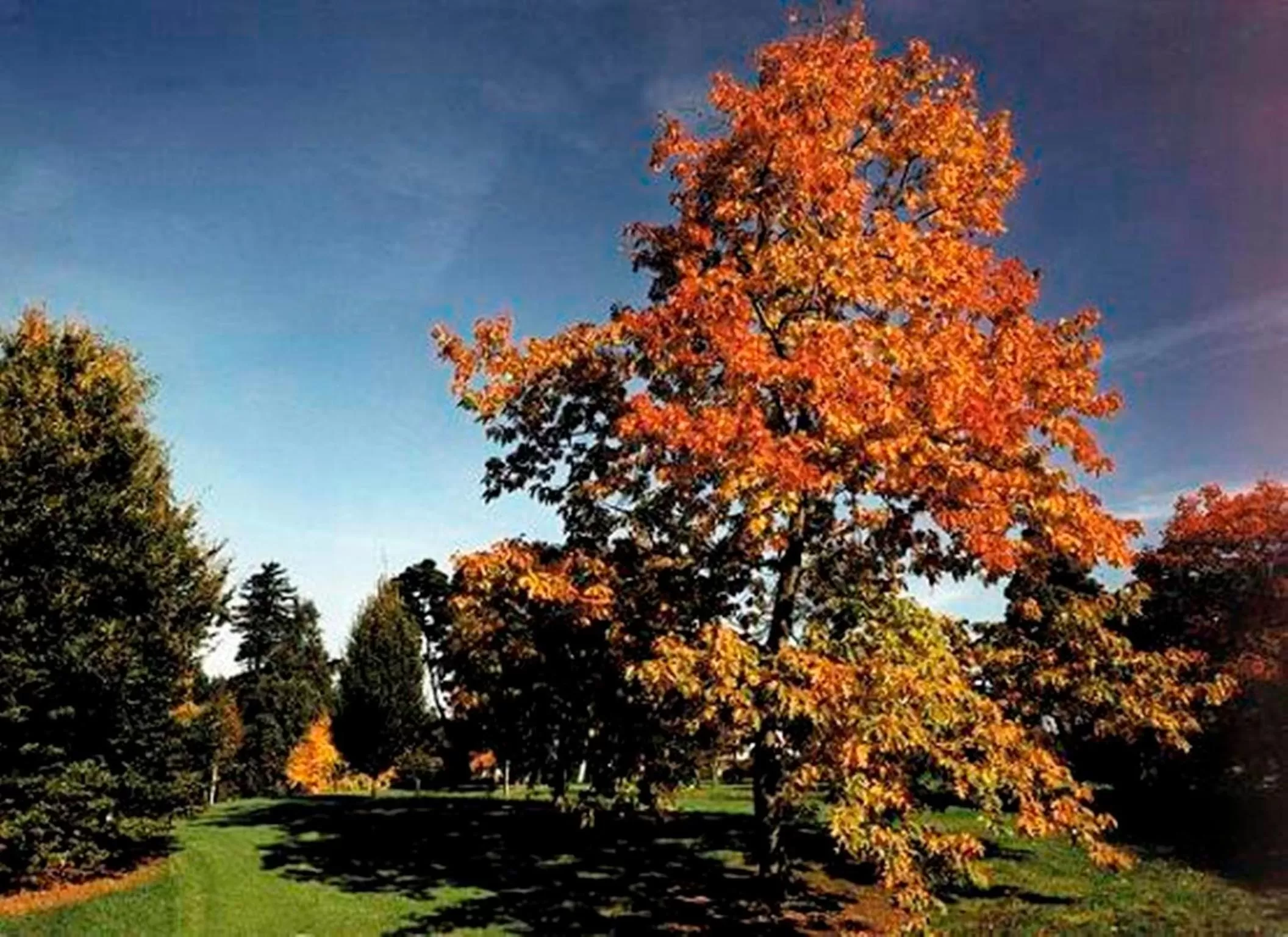 Garden in West Lodge Park