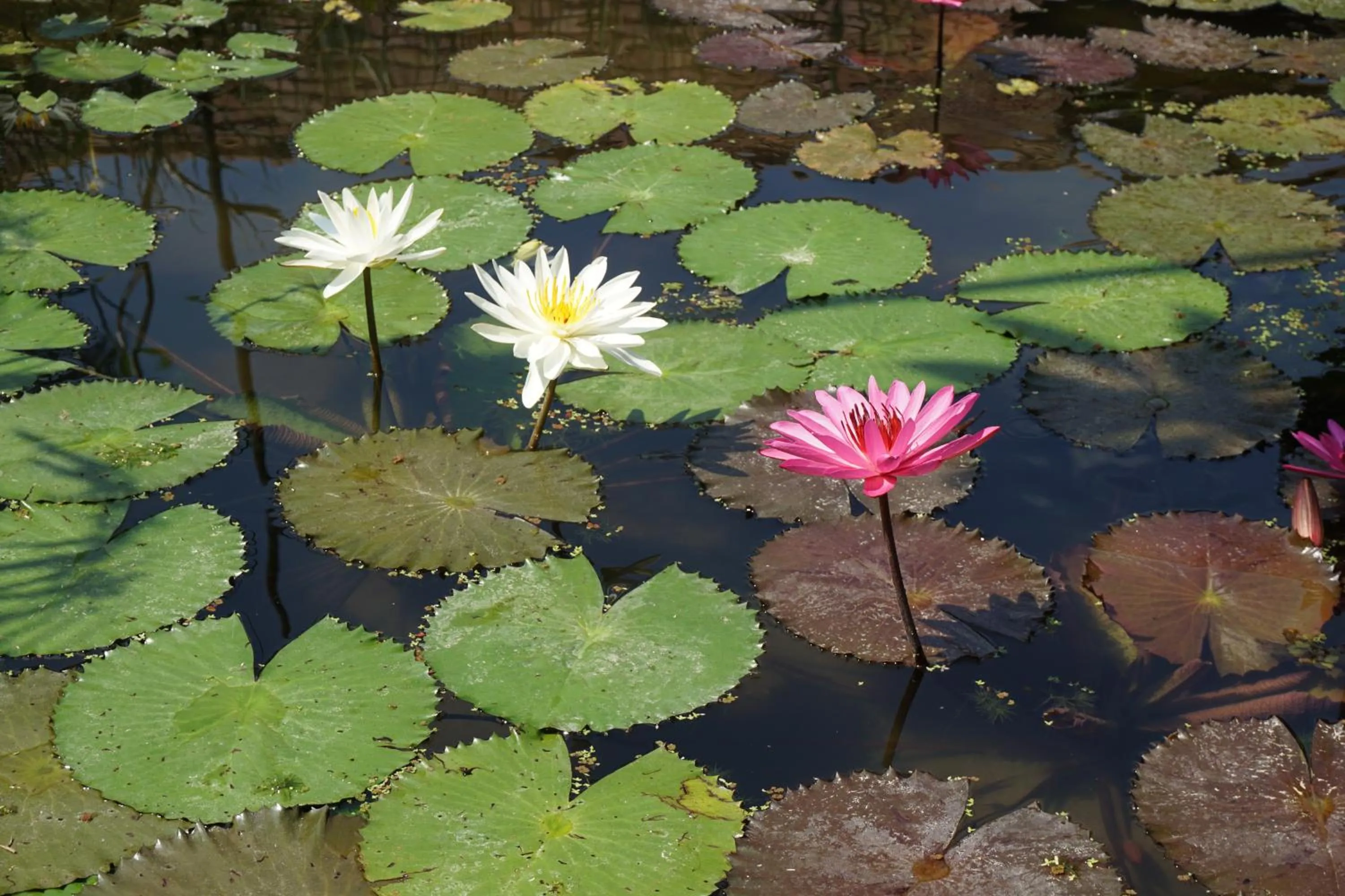 Garden in BeingSattvaa Luxury Ubud
