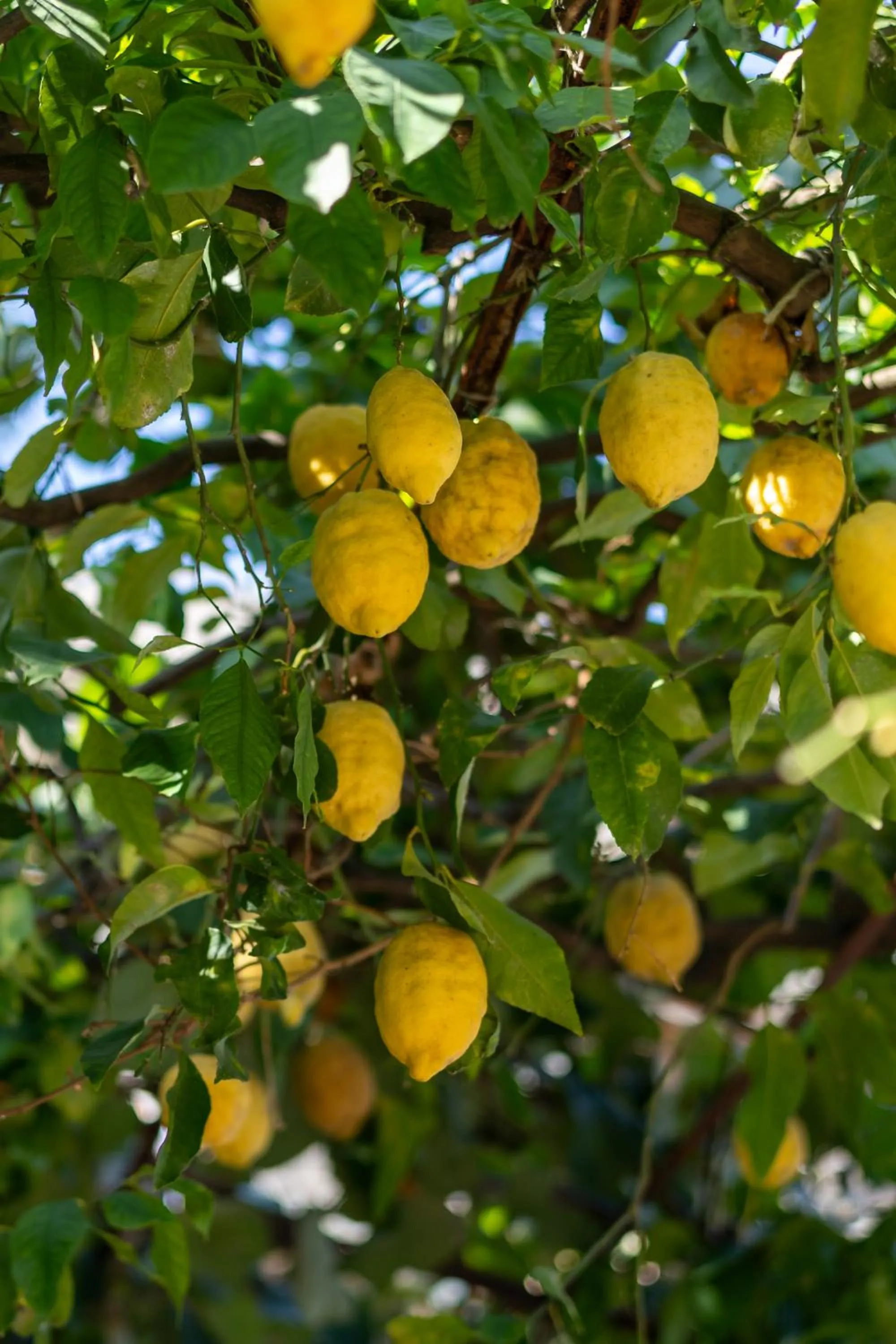 Garden in Reginna Palace Hotel