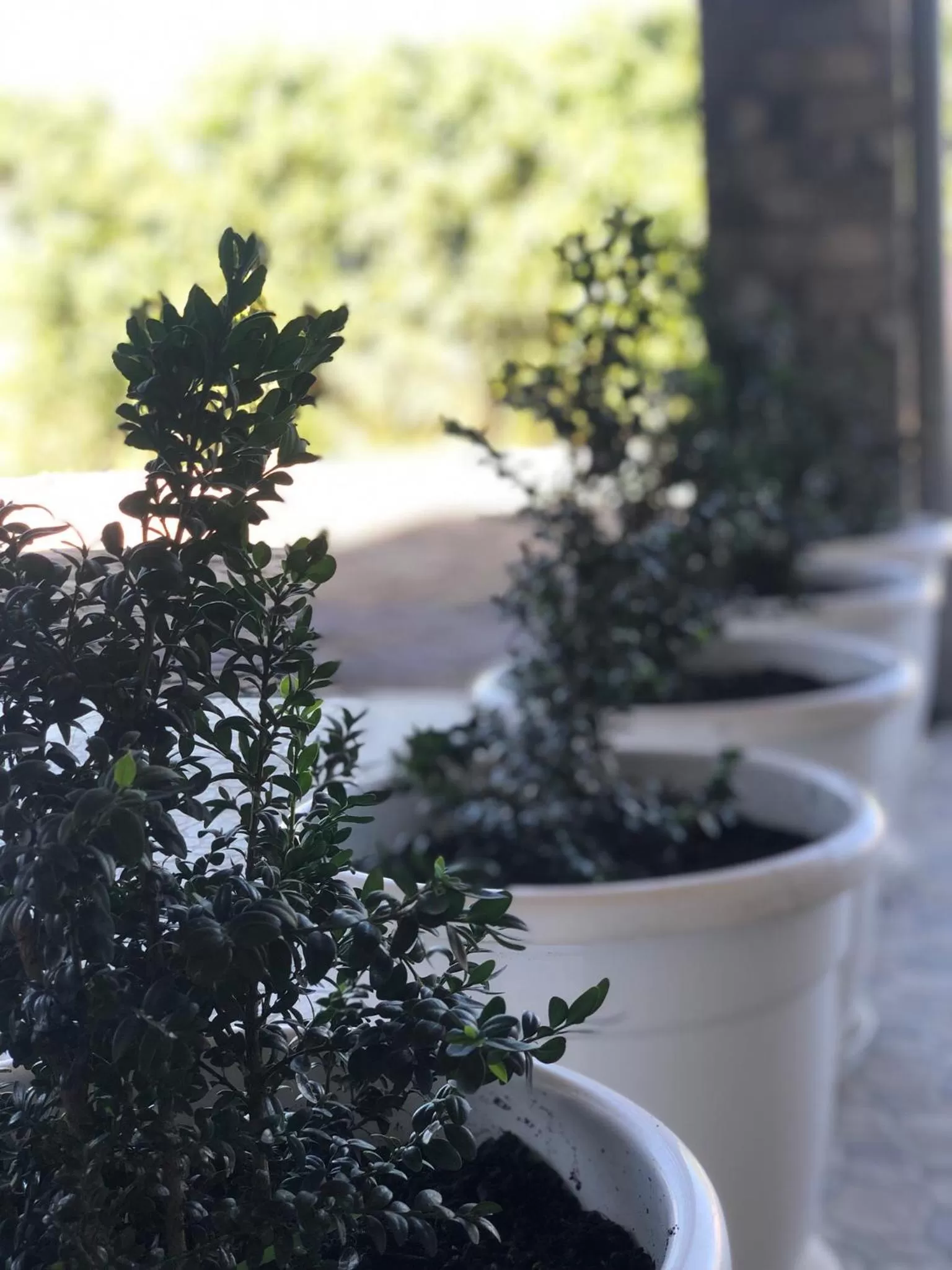 Sunrise in Akim Homestay