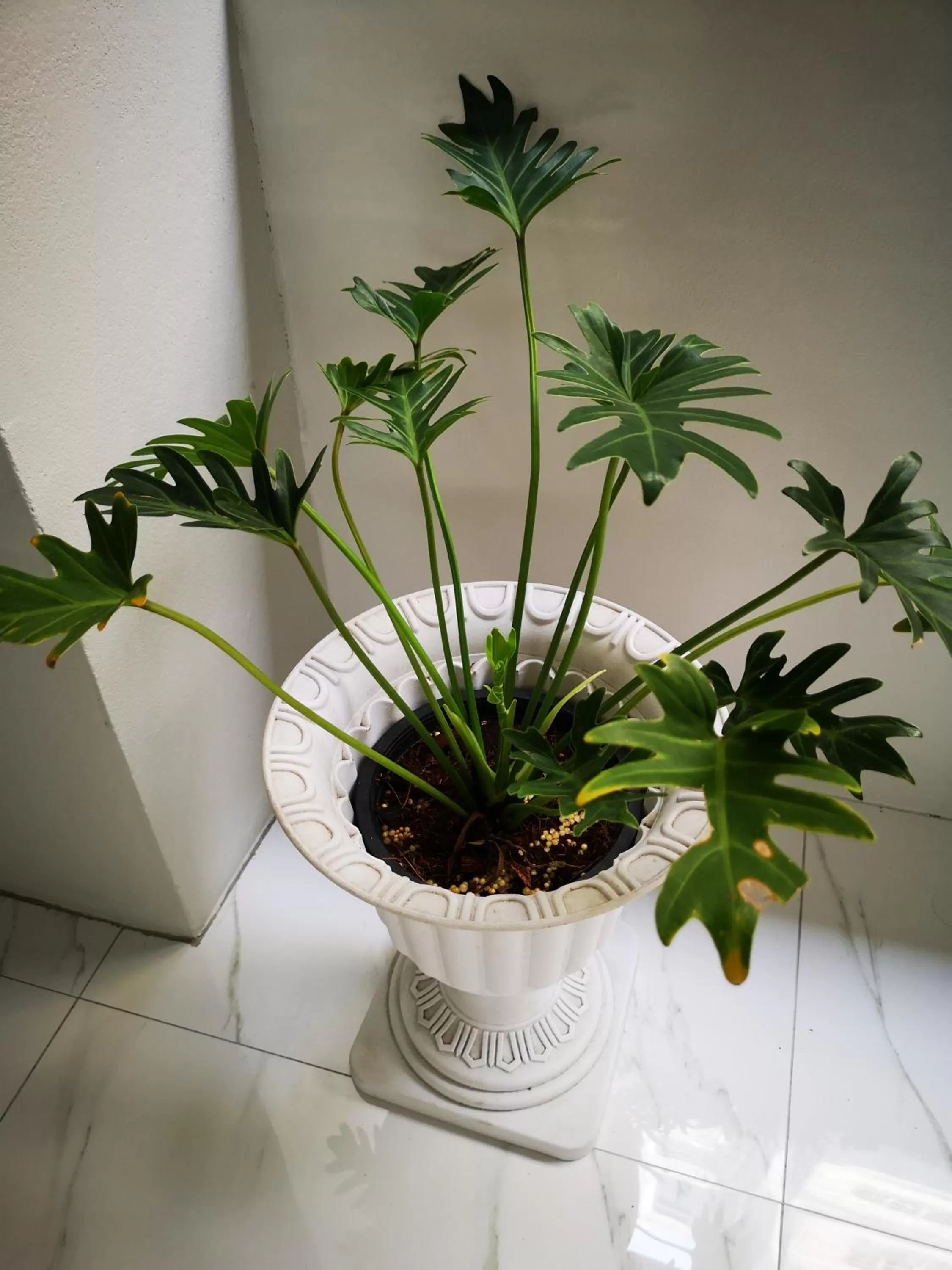 Get GuestHouse 2 ( Sangsri soi 4)