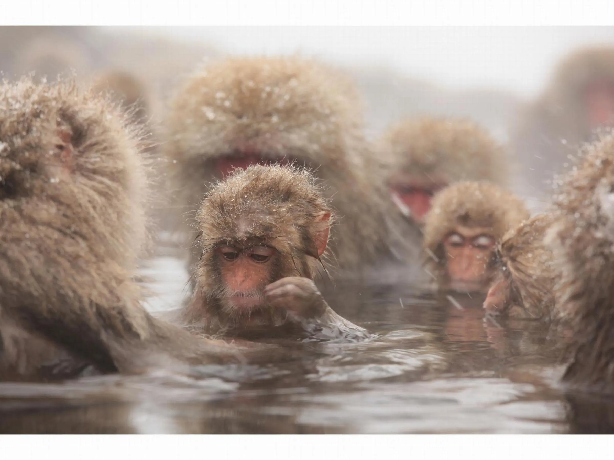 Nearby landmark in Ryokan Warabino