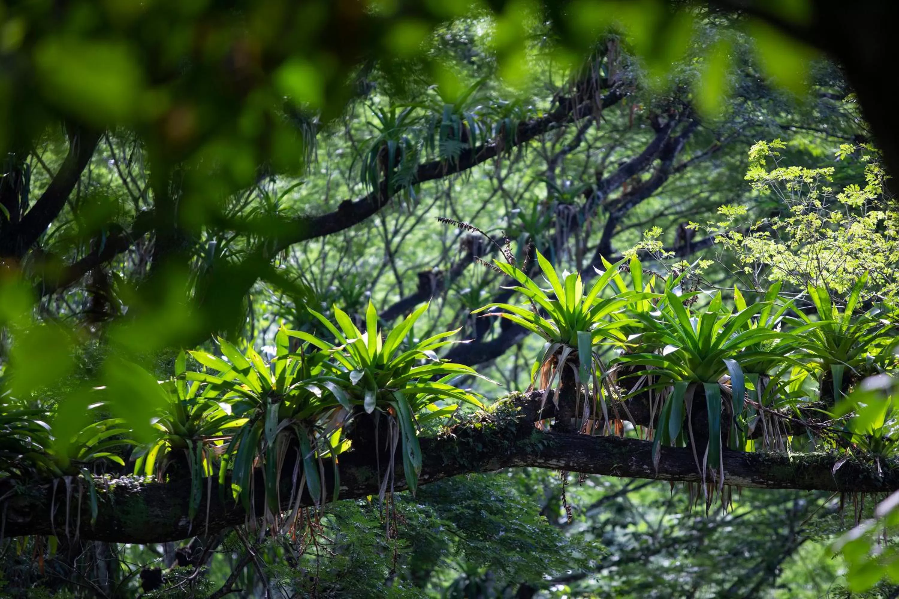 Natural landscape in Pumilio Mountain & Ocean Hotel