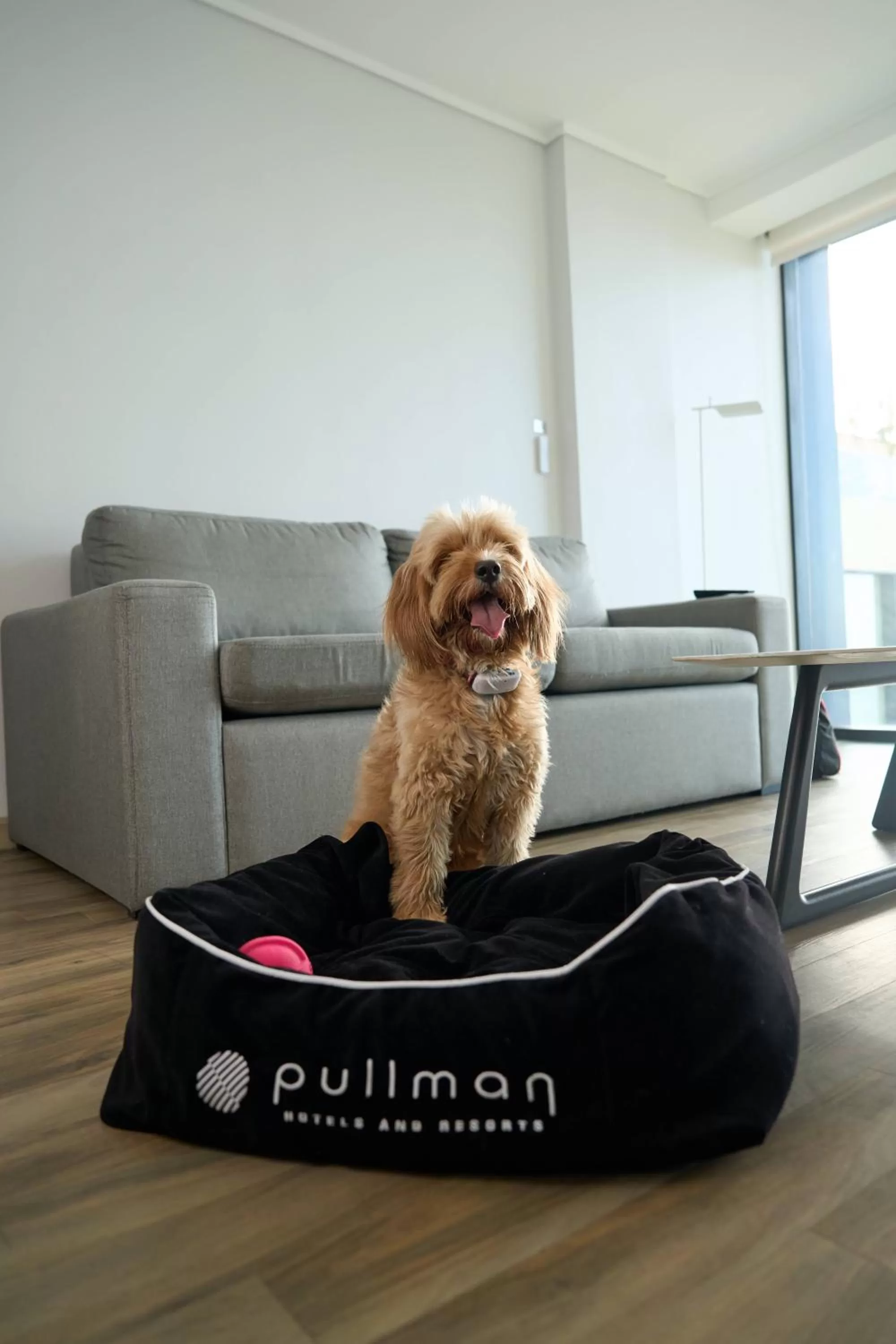 Animals in Pullman Vina del Mar San Martin