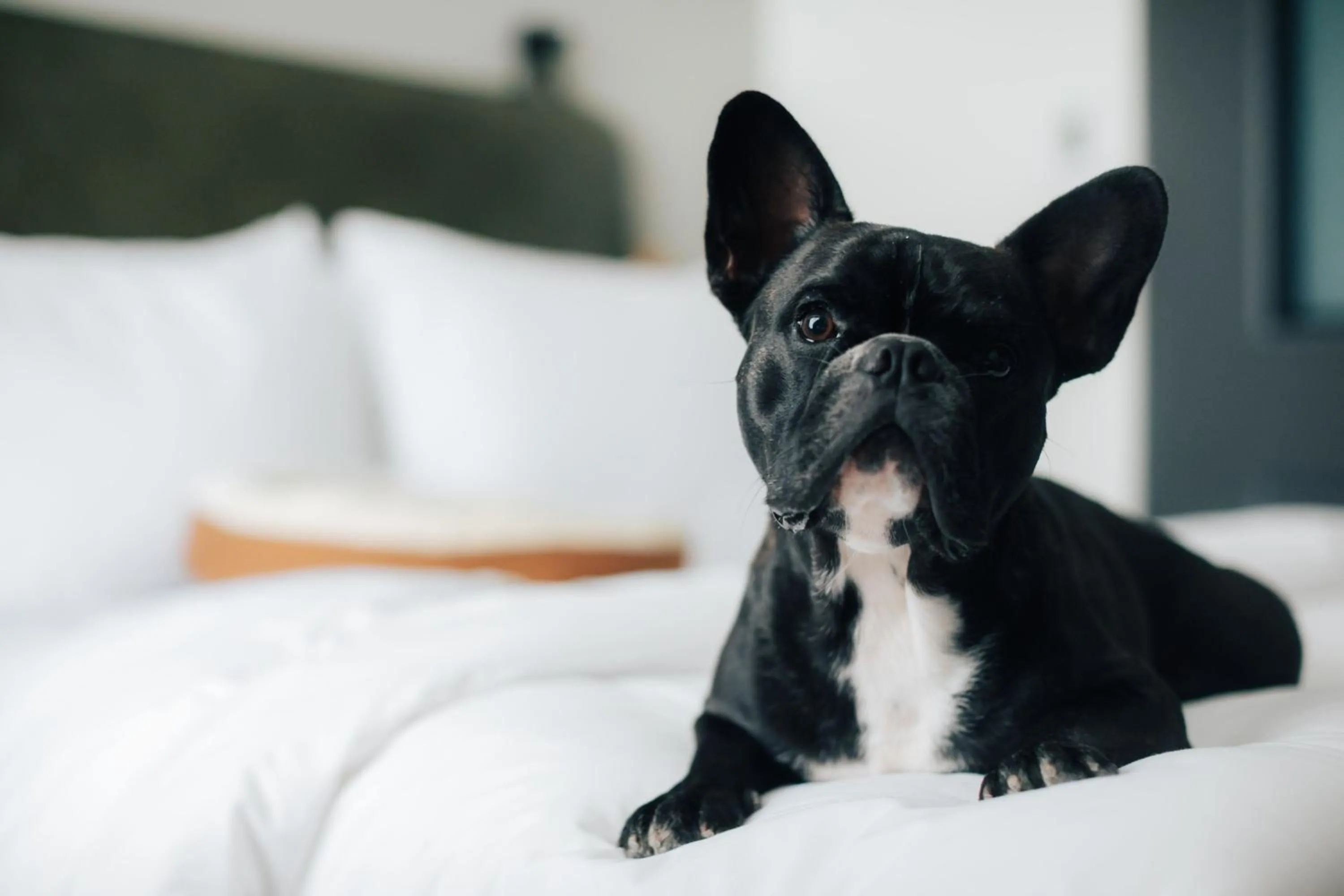 Photo of the whole room, Bed in Moxy Osaka Umeda