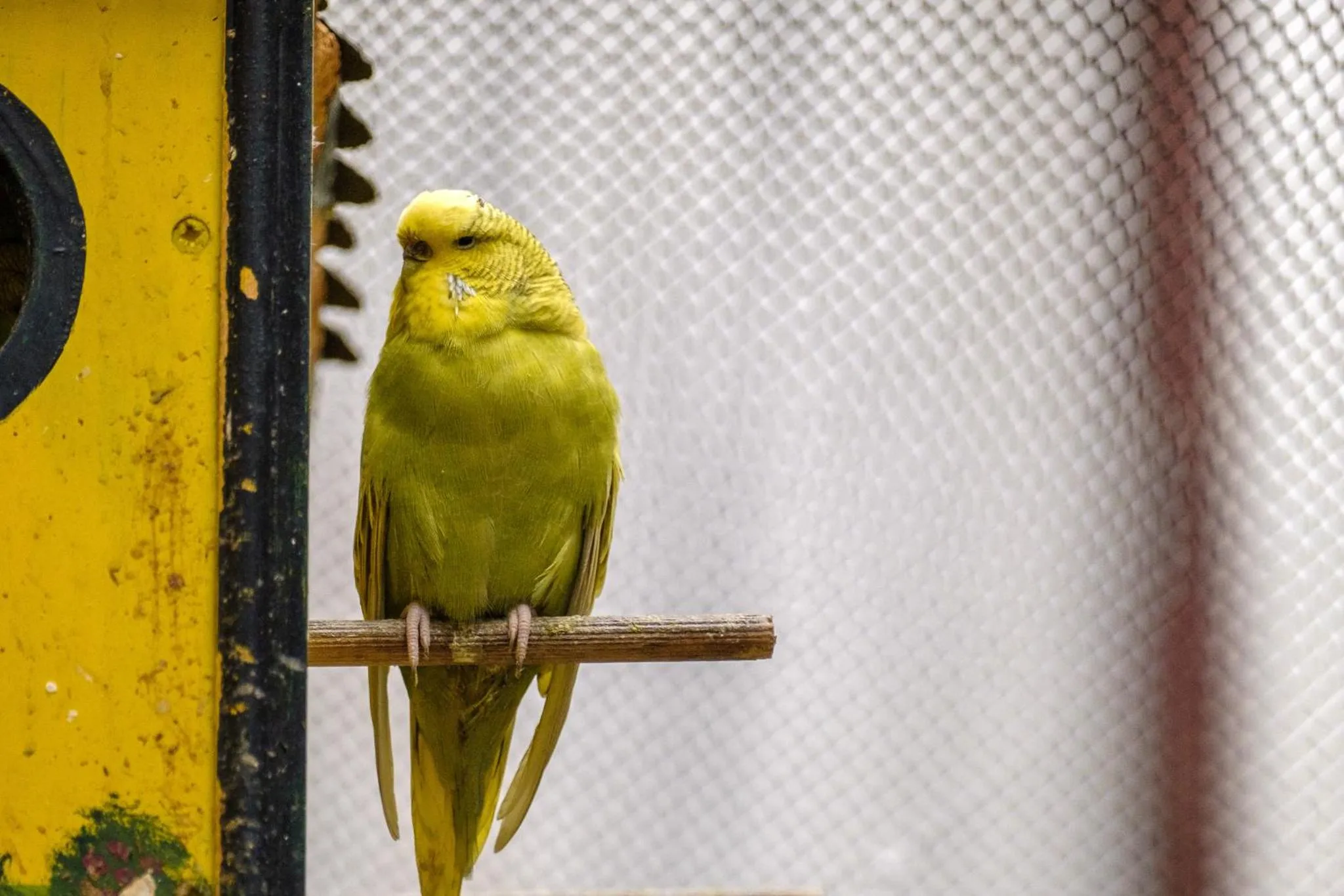 Animals in Oğlakcıoğlu Park Otel