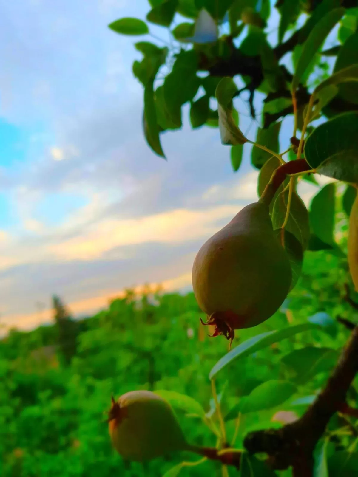 Spring in Guest House Ijevan's Garden