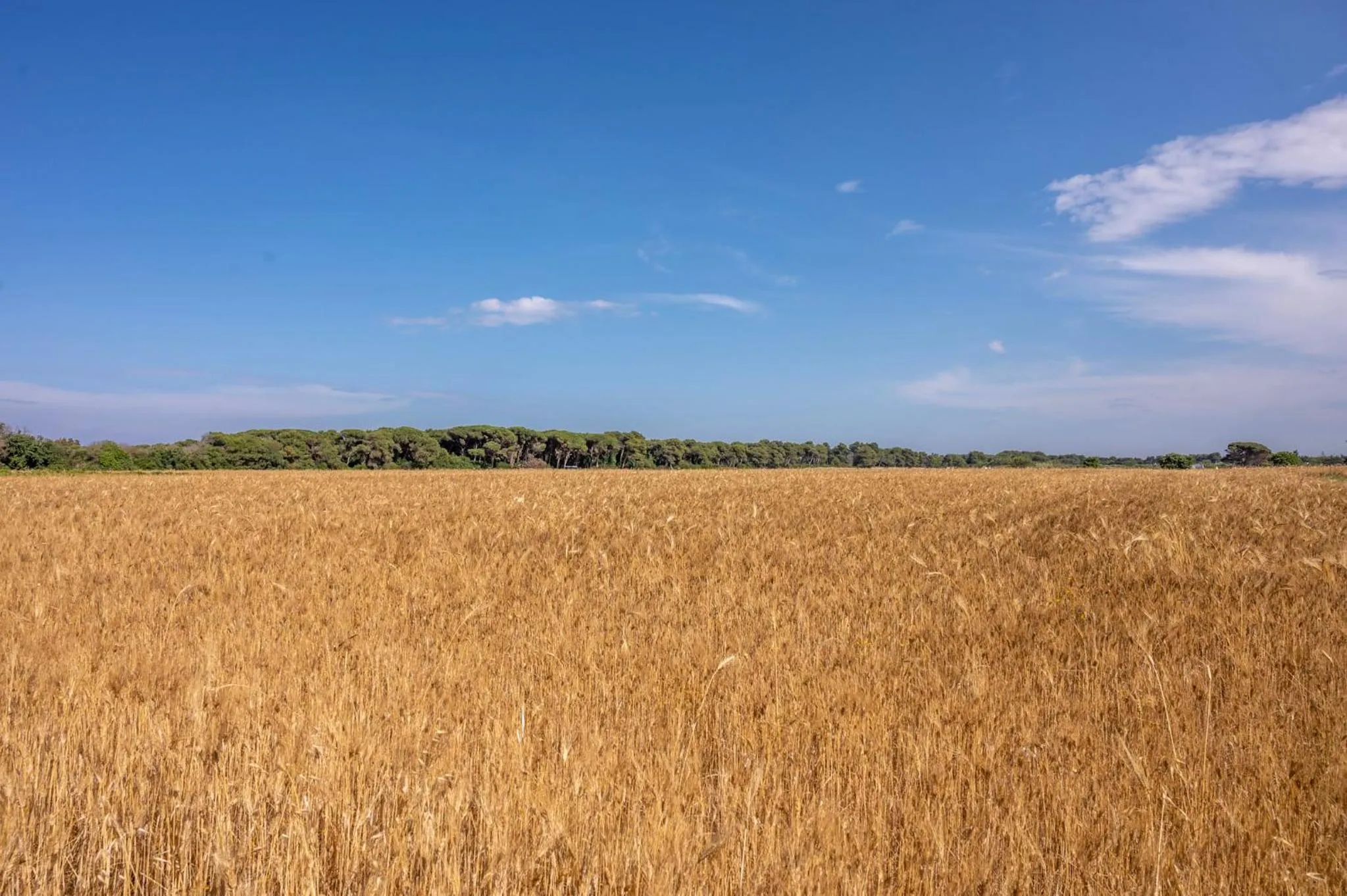 Other in Masseria Mongiò dell'Elefante