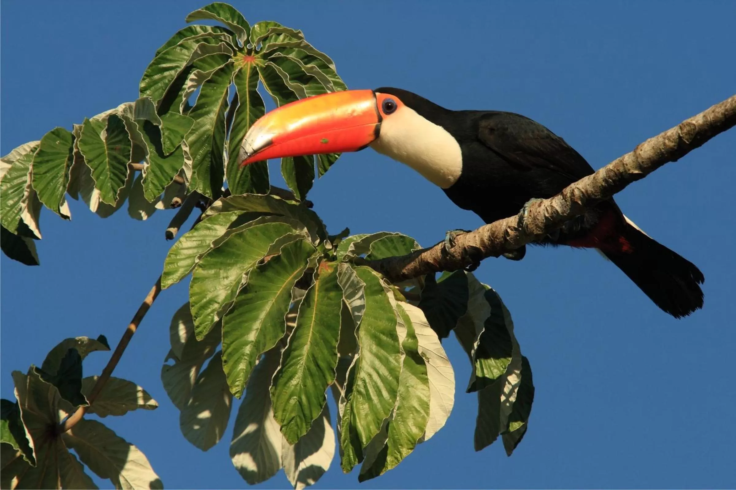 Animals, Other Animals in Hotel Cabanas