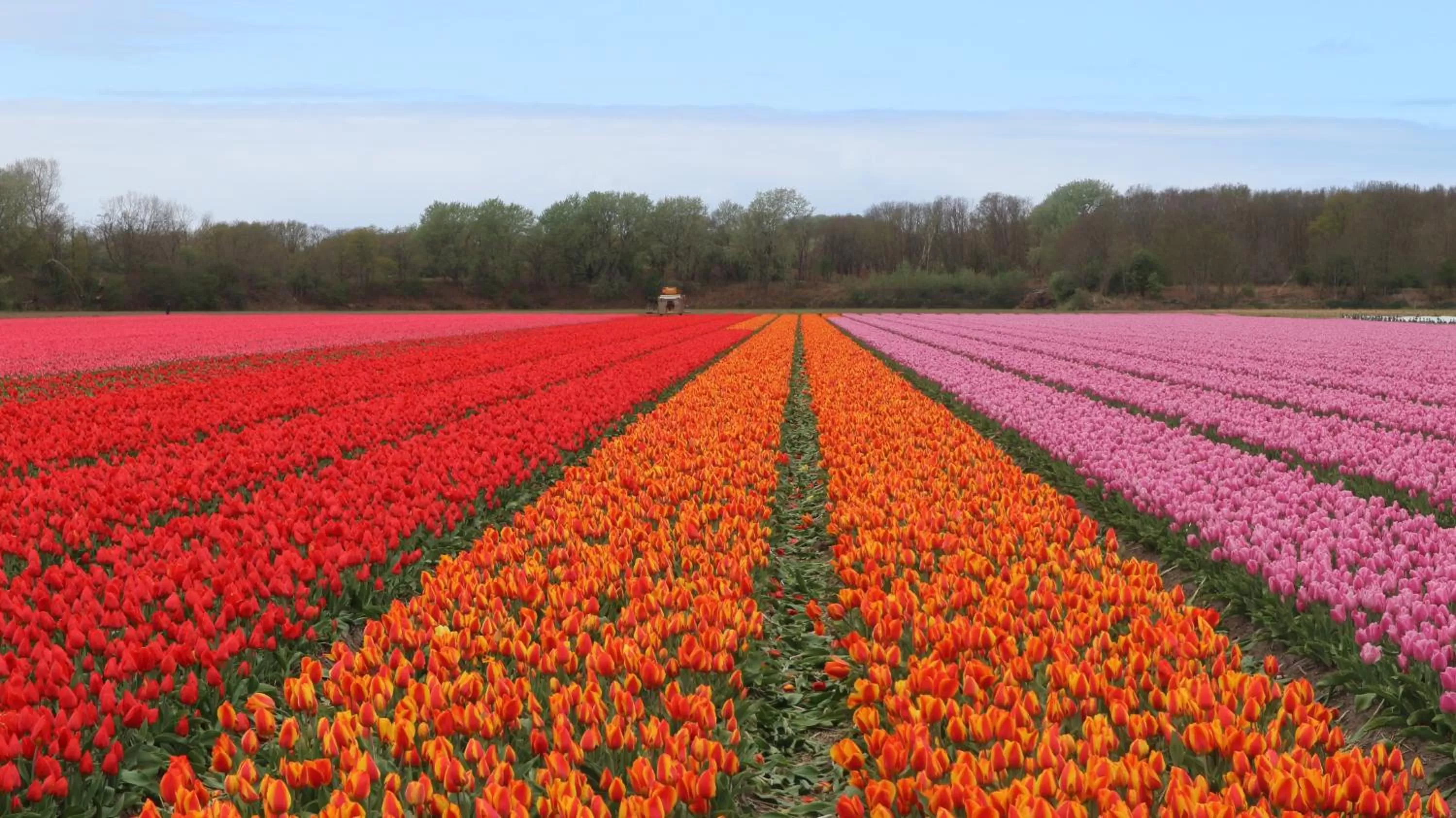 Nearby landmark in SEA MORE