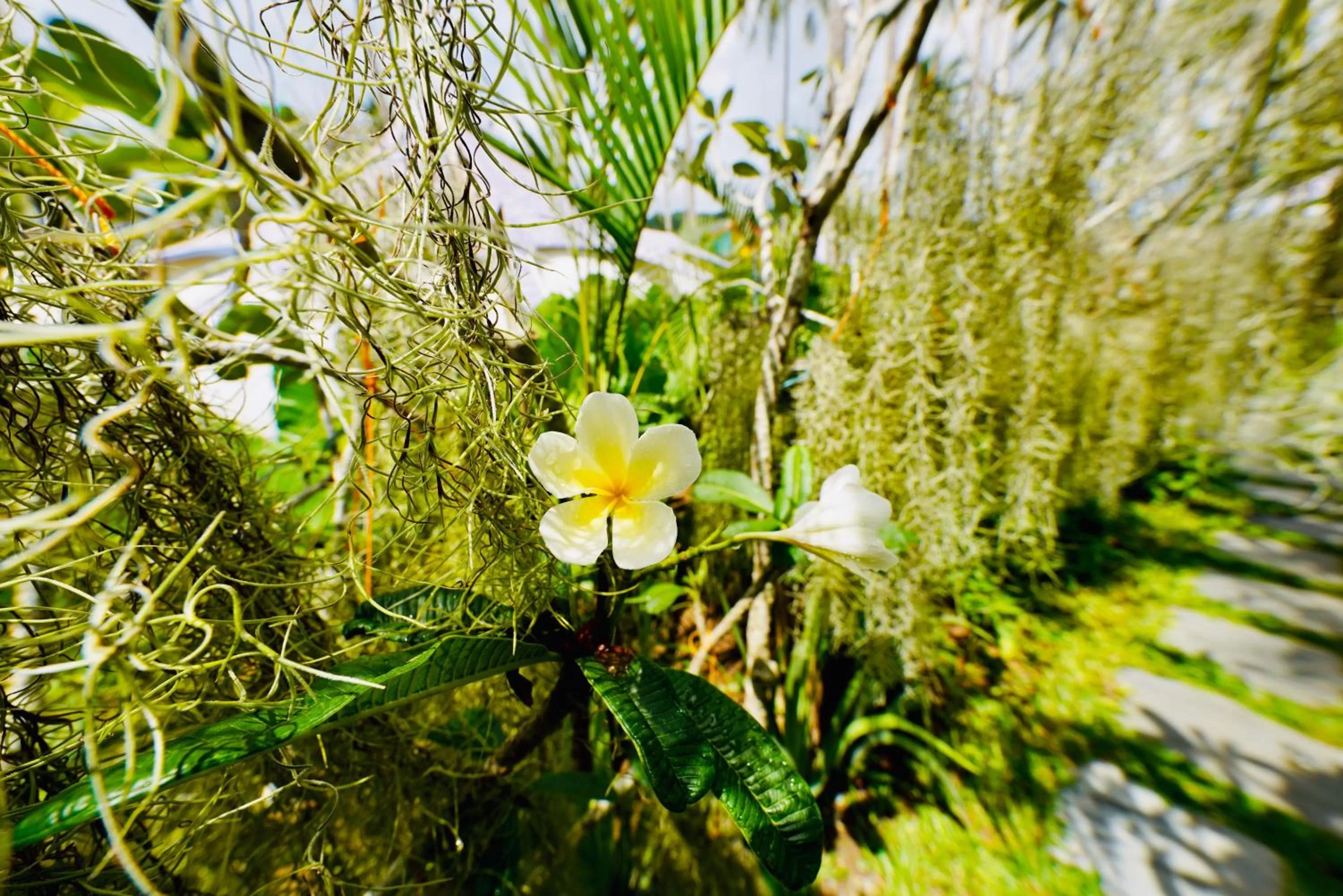 Natural landscape in Nacpan Beach Glamping Managed by H Hospitality Group