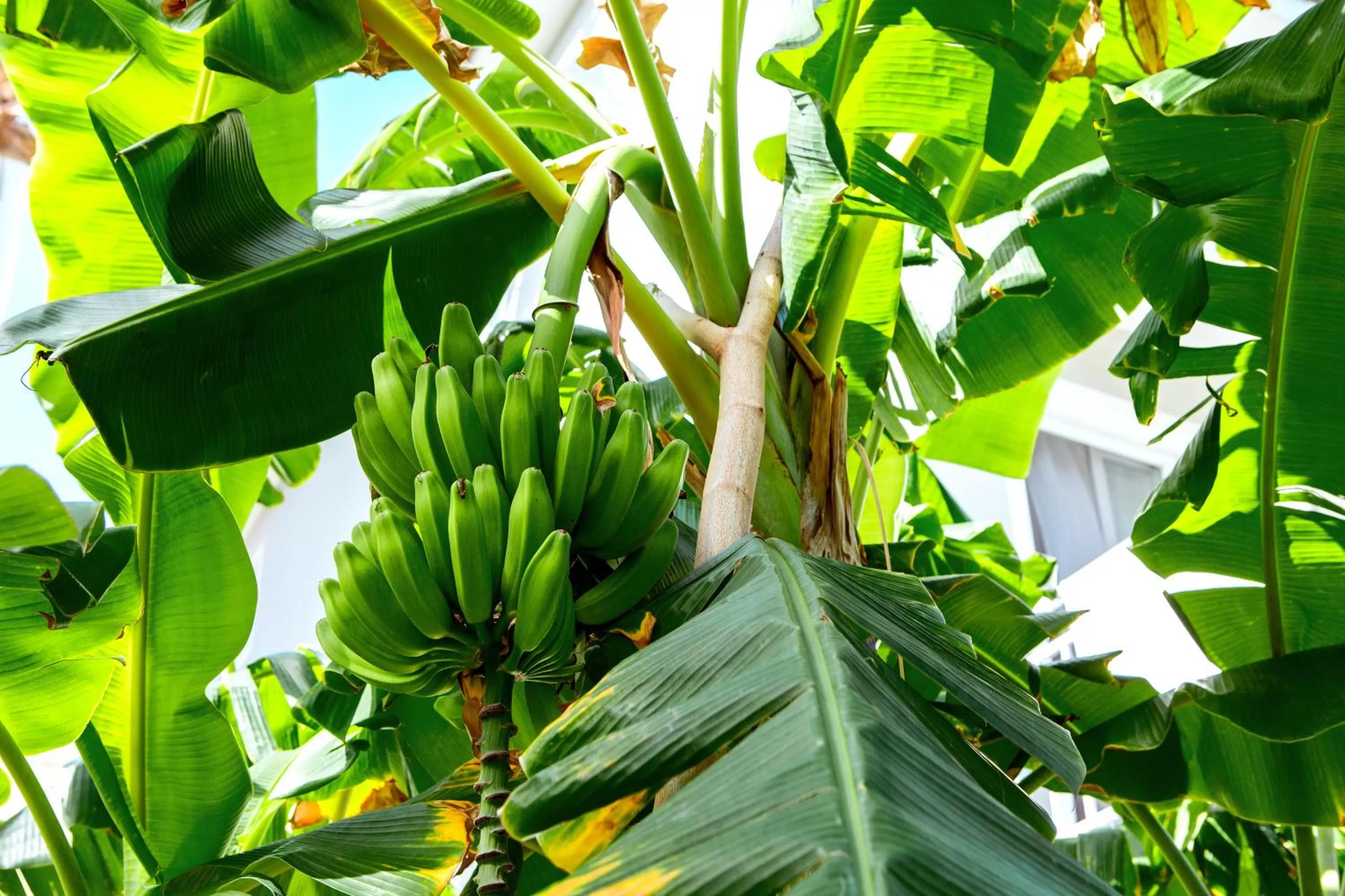 Garden view in TROPICANA SUITES DELUXE BEACH CLUB and POOL - playa LOS CORALES