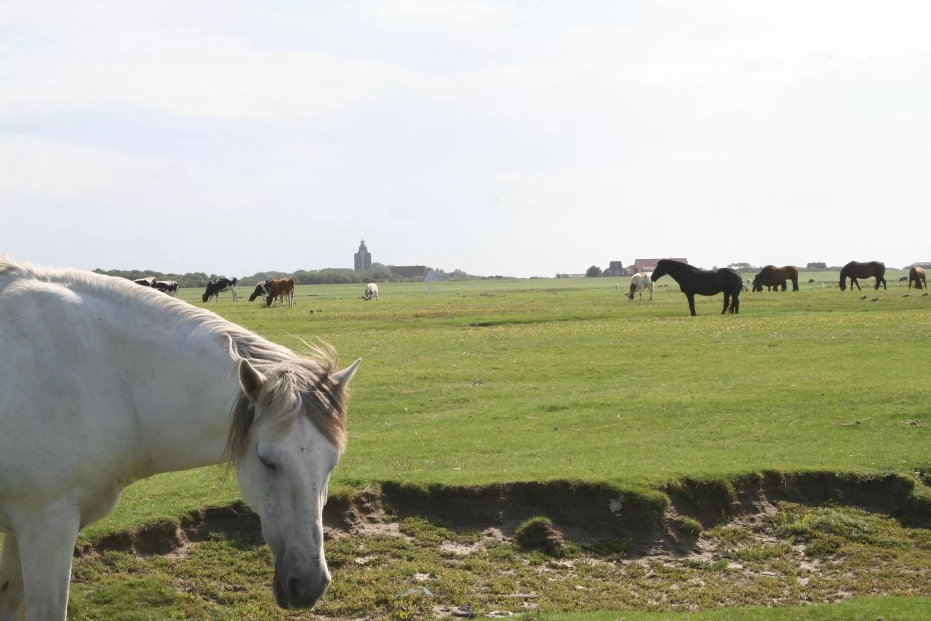 Area and facilities in Aparthotel Am Meer