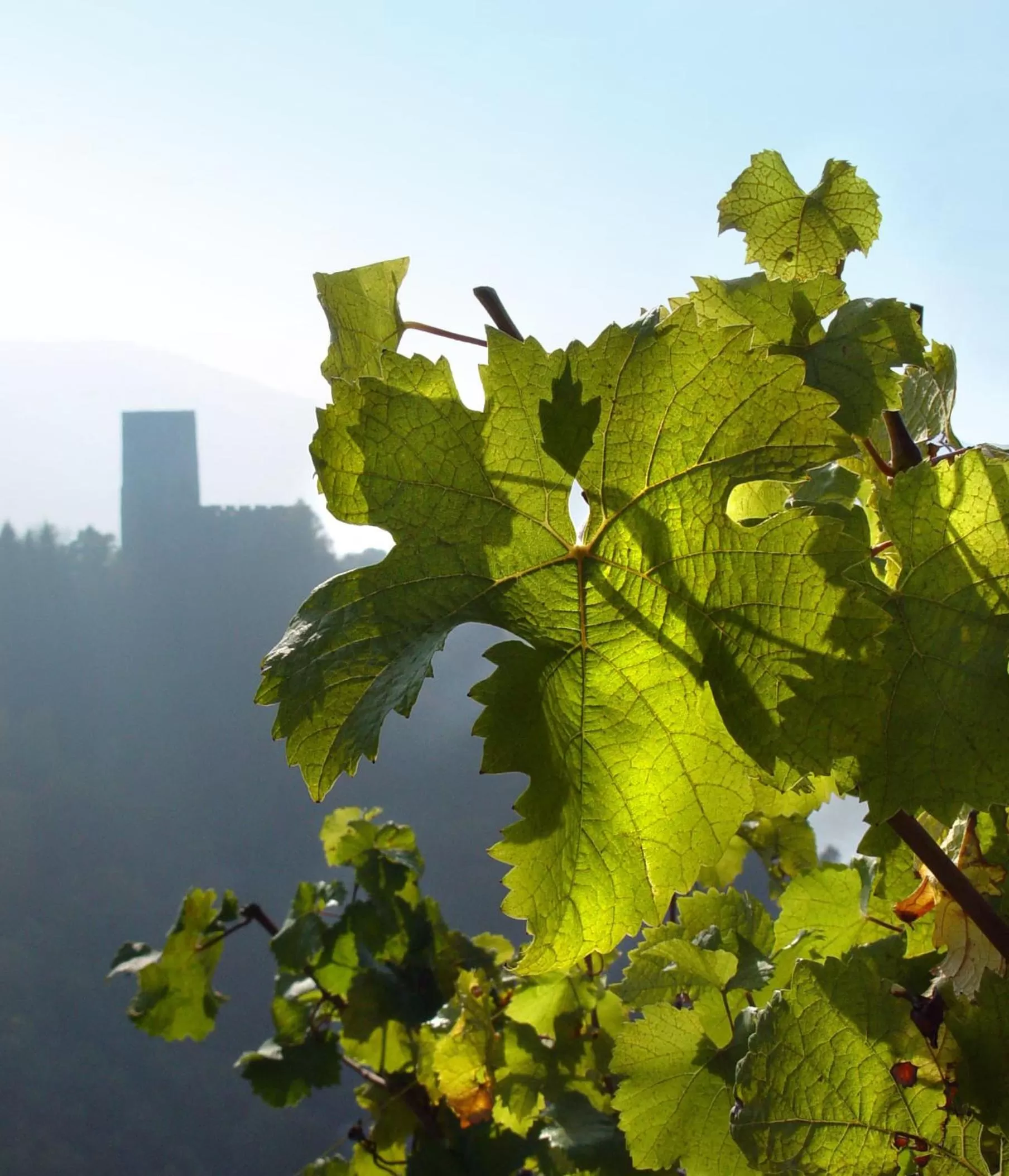 Decorative detail in Hôtel Les Rives