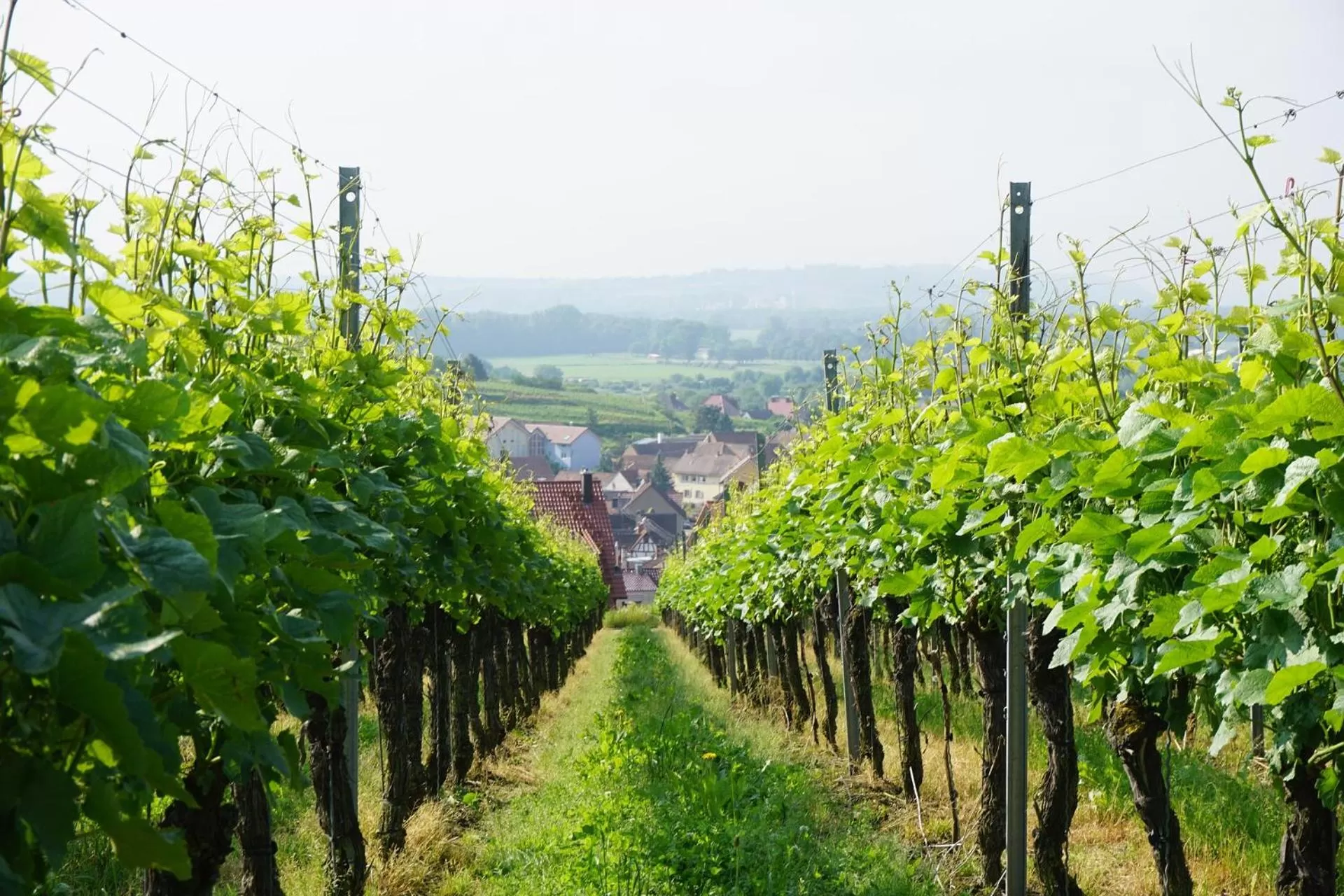Natural landscape in Hotel Engel