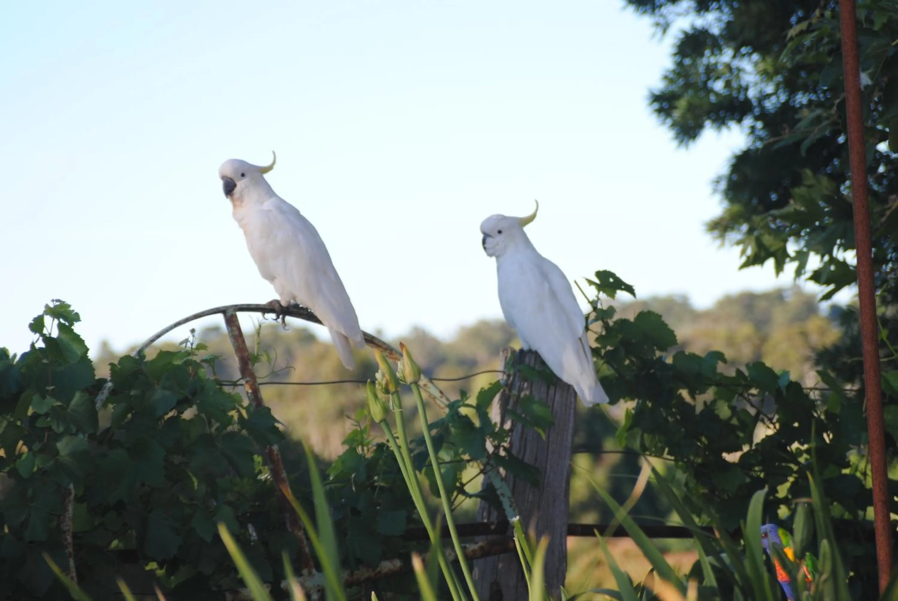 Animals in Amble at Hahndorf