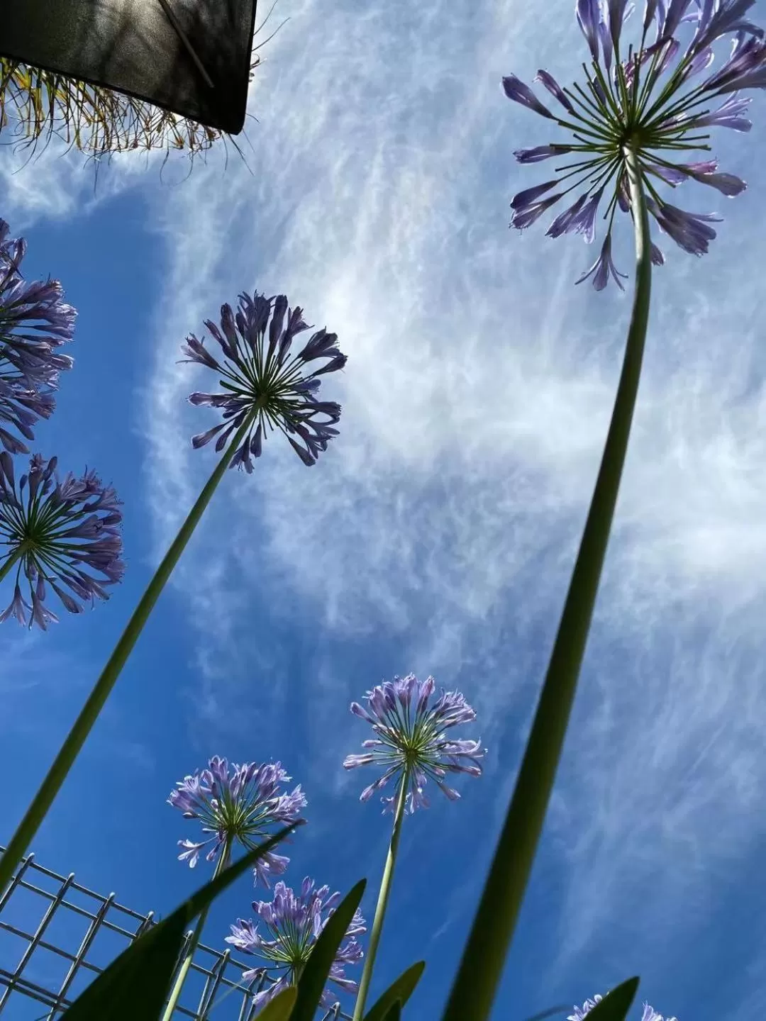 Summer in Apollo Motel Parkes
