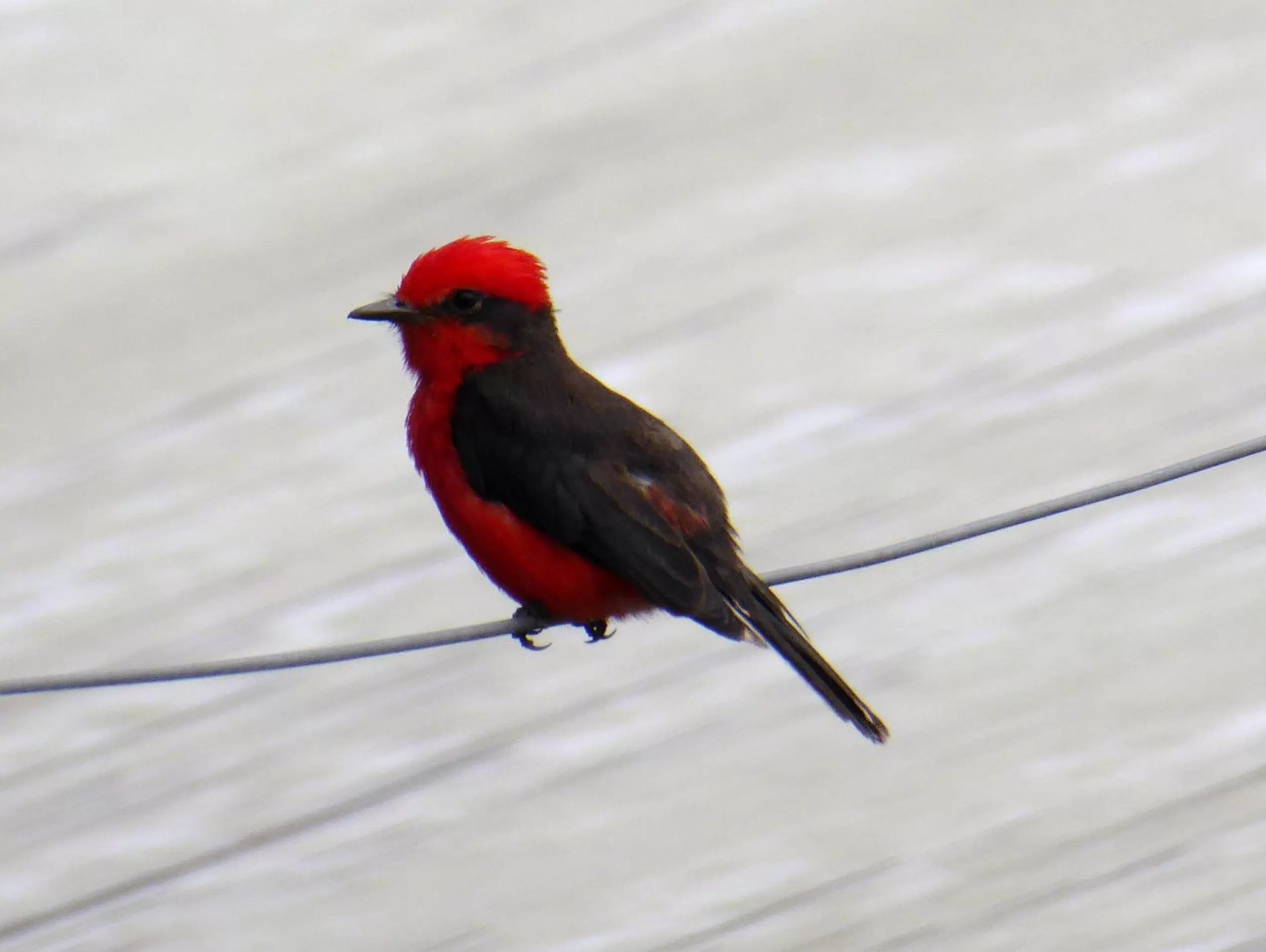 Animals in Finca El Cielo