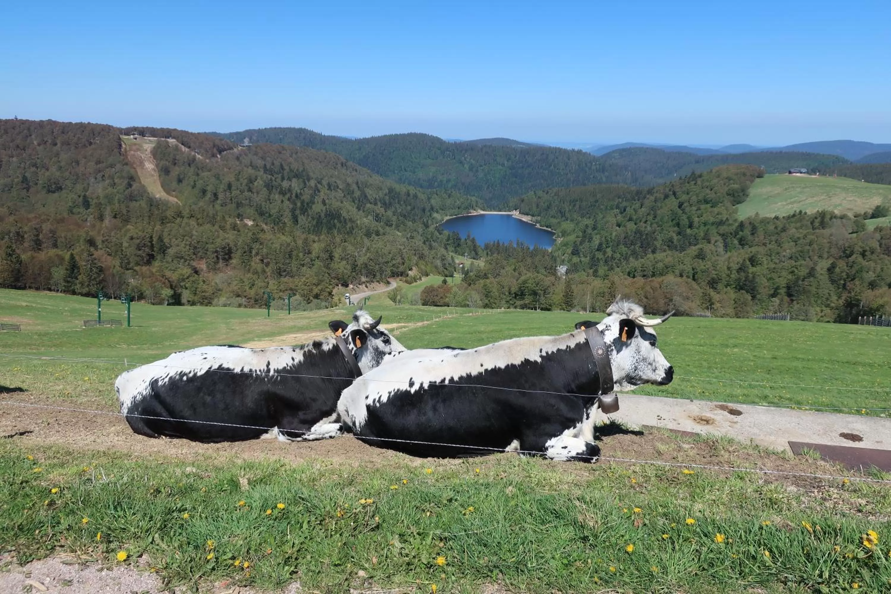 Pets in chambres d'hôtes le Chêne