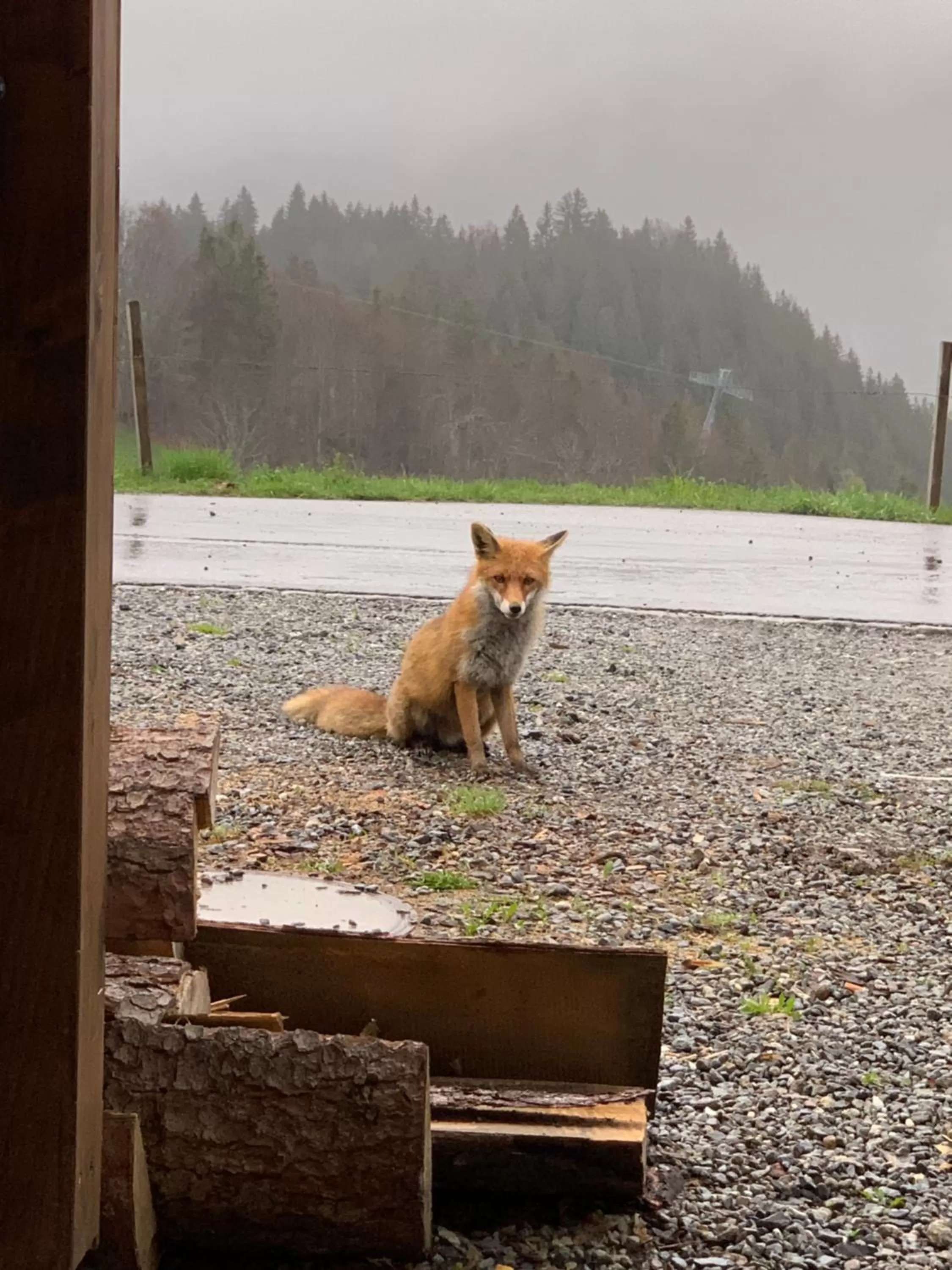 Pets in Hotel Jägerstübli Grindelwald