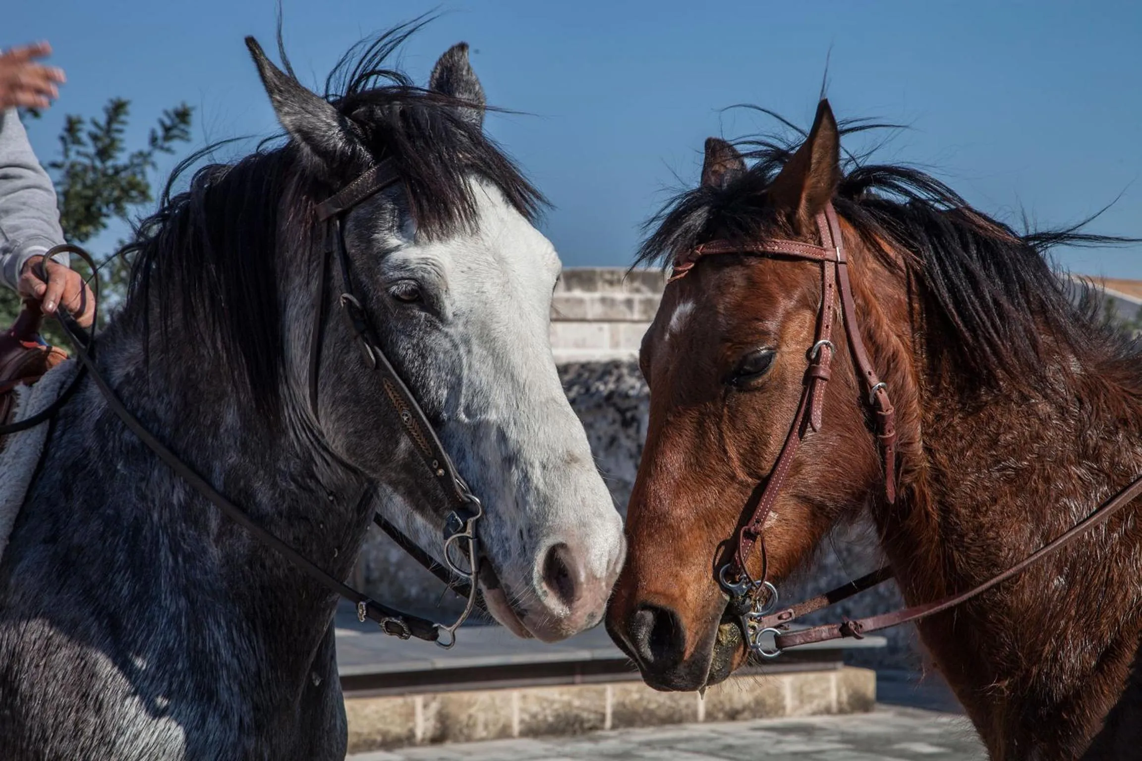 Horse-riding in Relais Histò San Pietro Sul Mar Piccolo