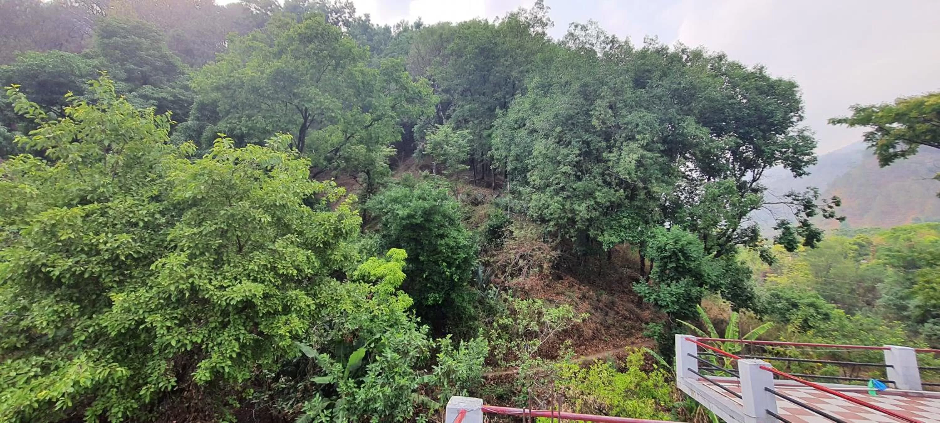 Natural landscape in Karthik Resorts, Jeolikote Nainital