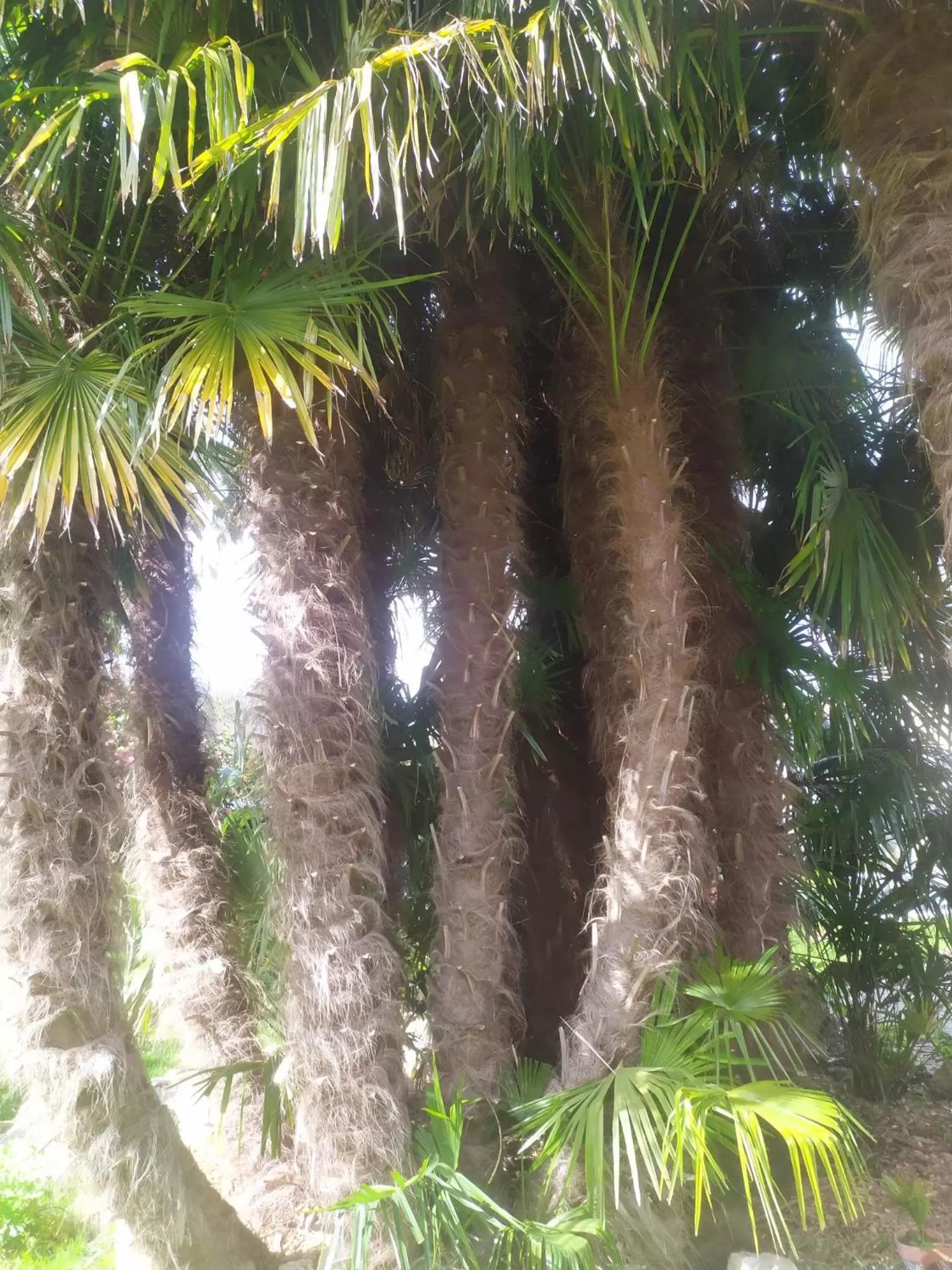 Garden in Le Manoir de Kérofil ** Gîte et chambres d'hôtes **