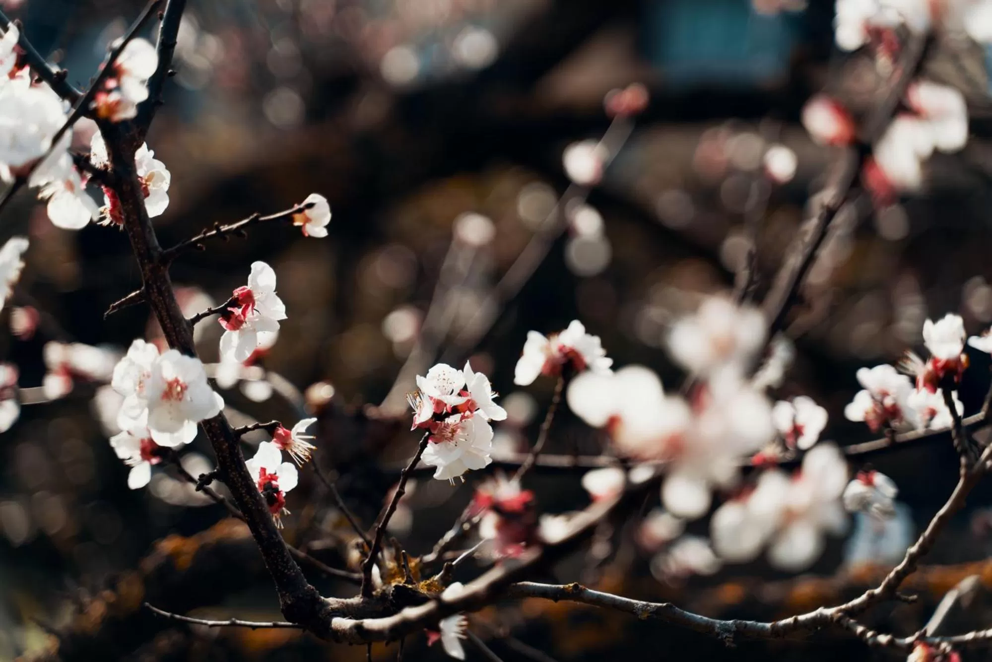 Garden in B&B Il Giardino di Gabri