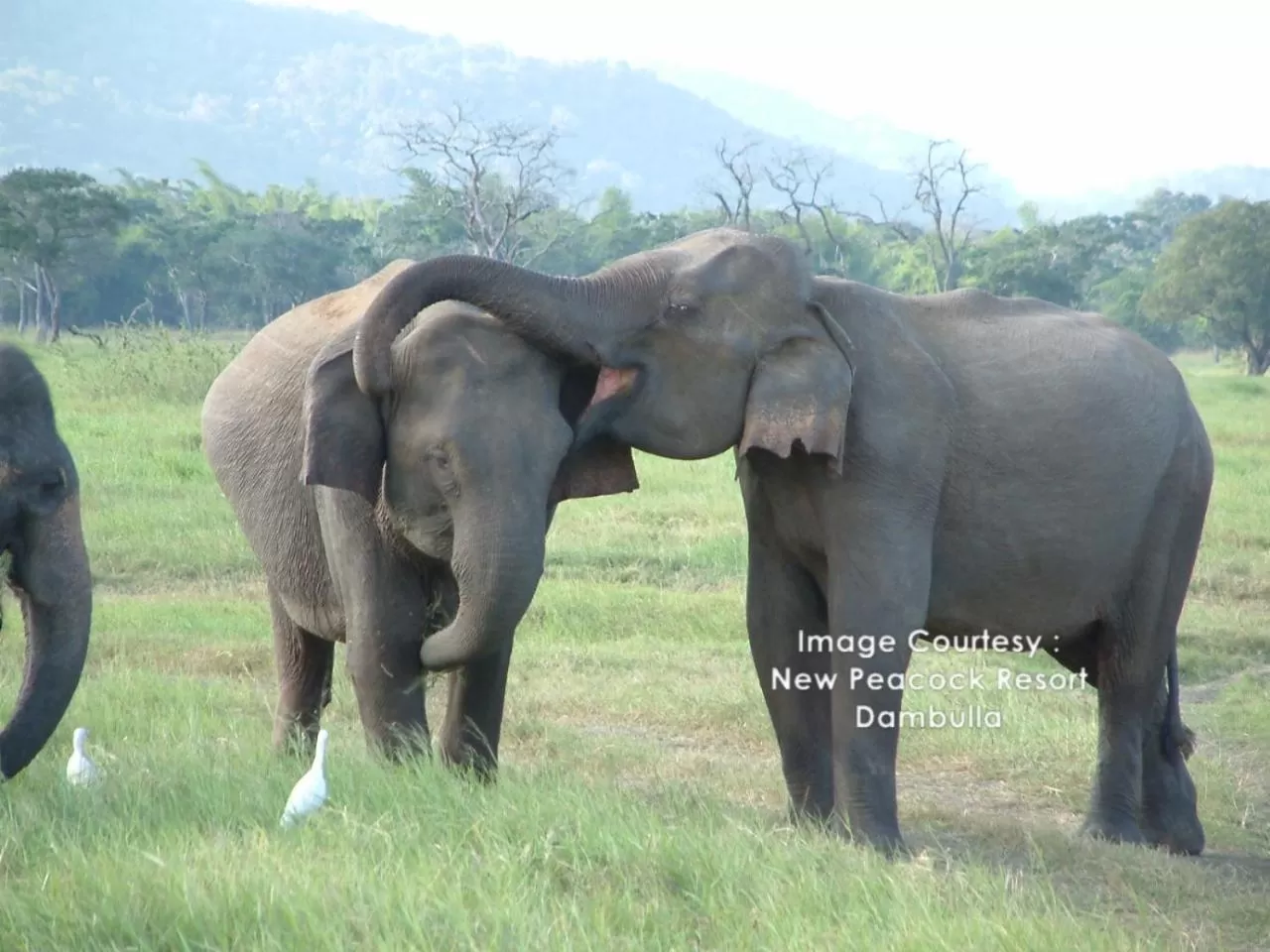 Off site in New Peacock Resort