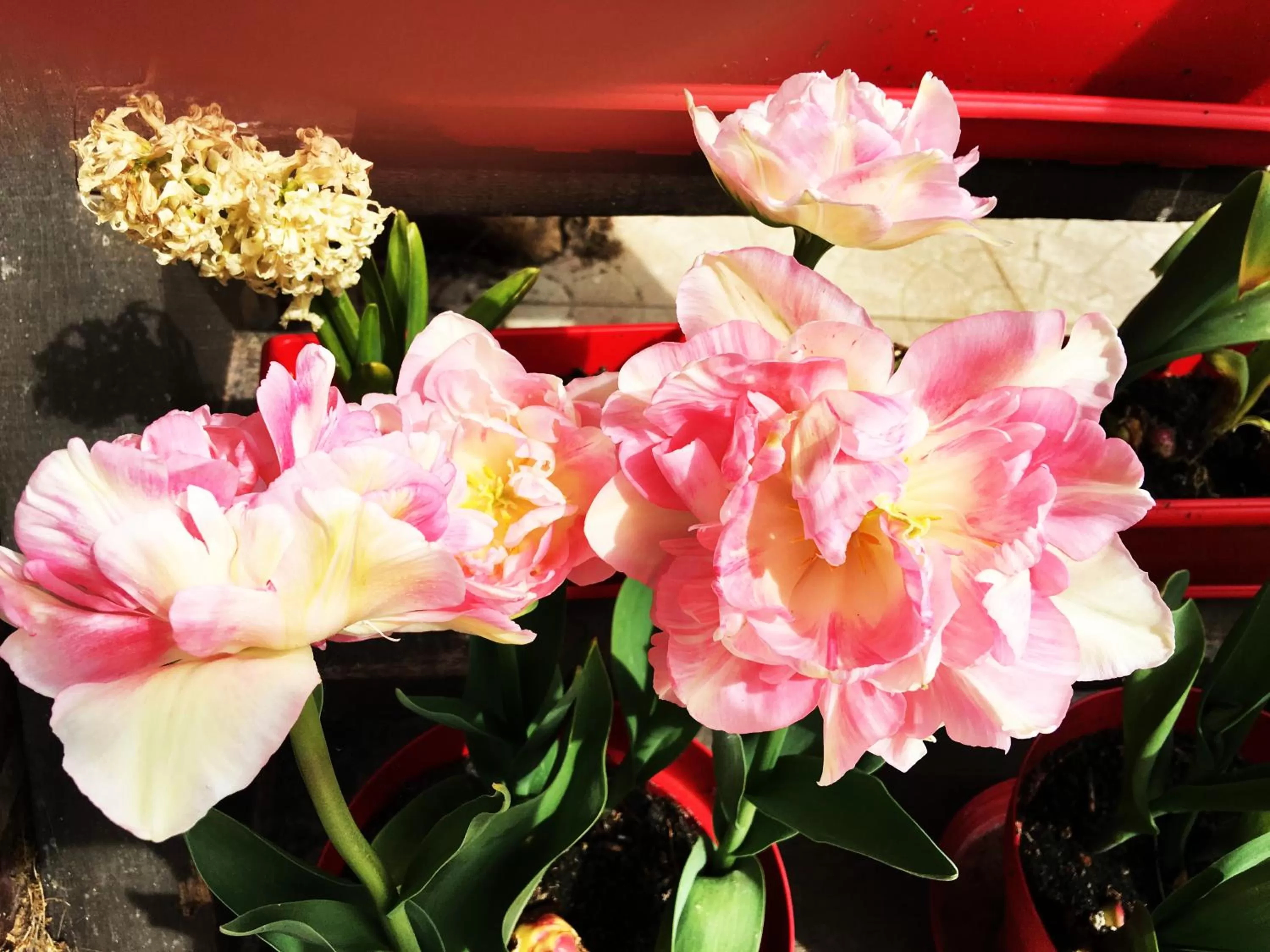 Garden in La Romance et la Romanesque