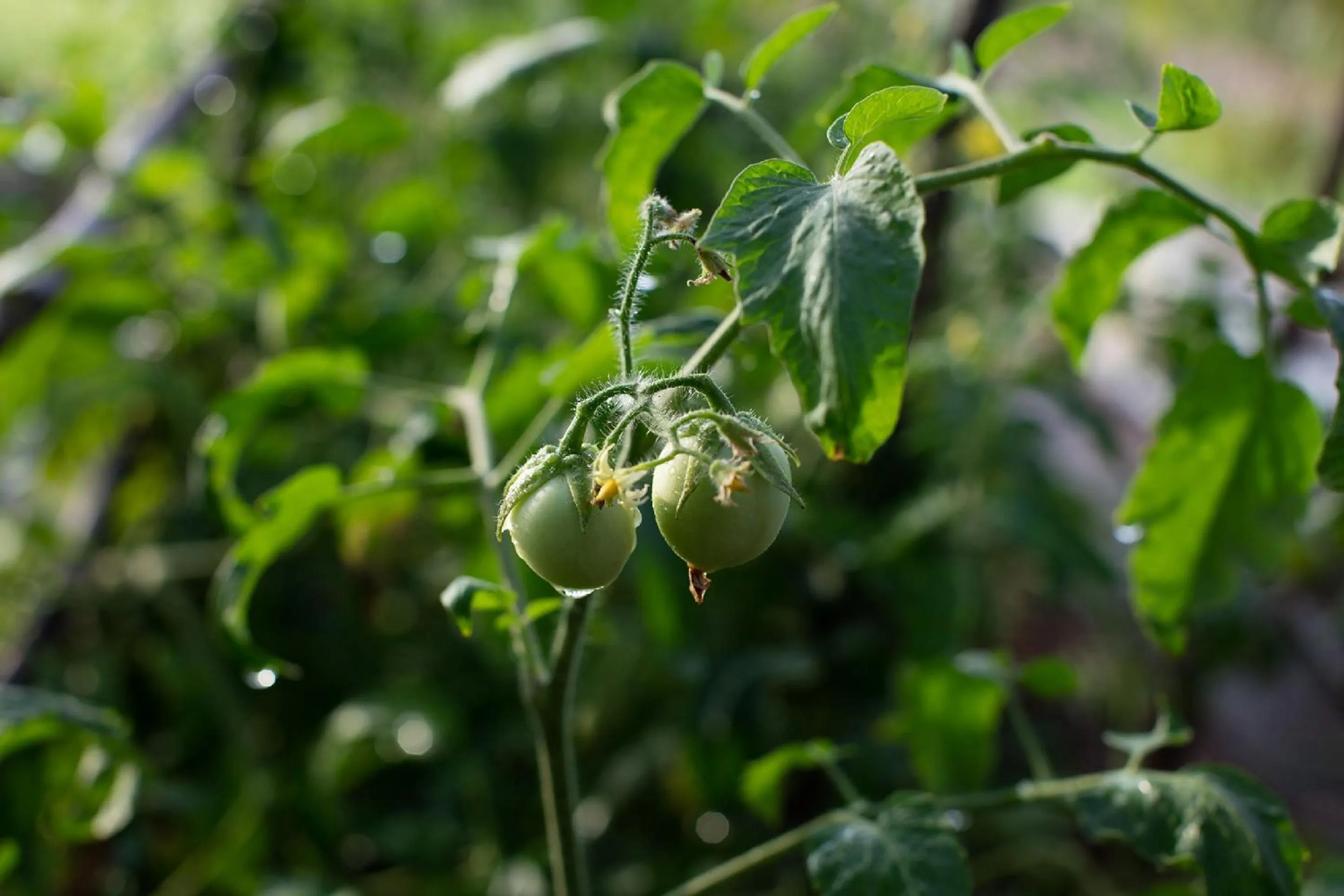 Garden in Angkor Rendezvous
