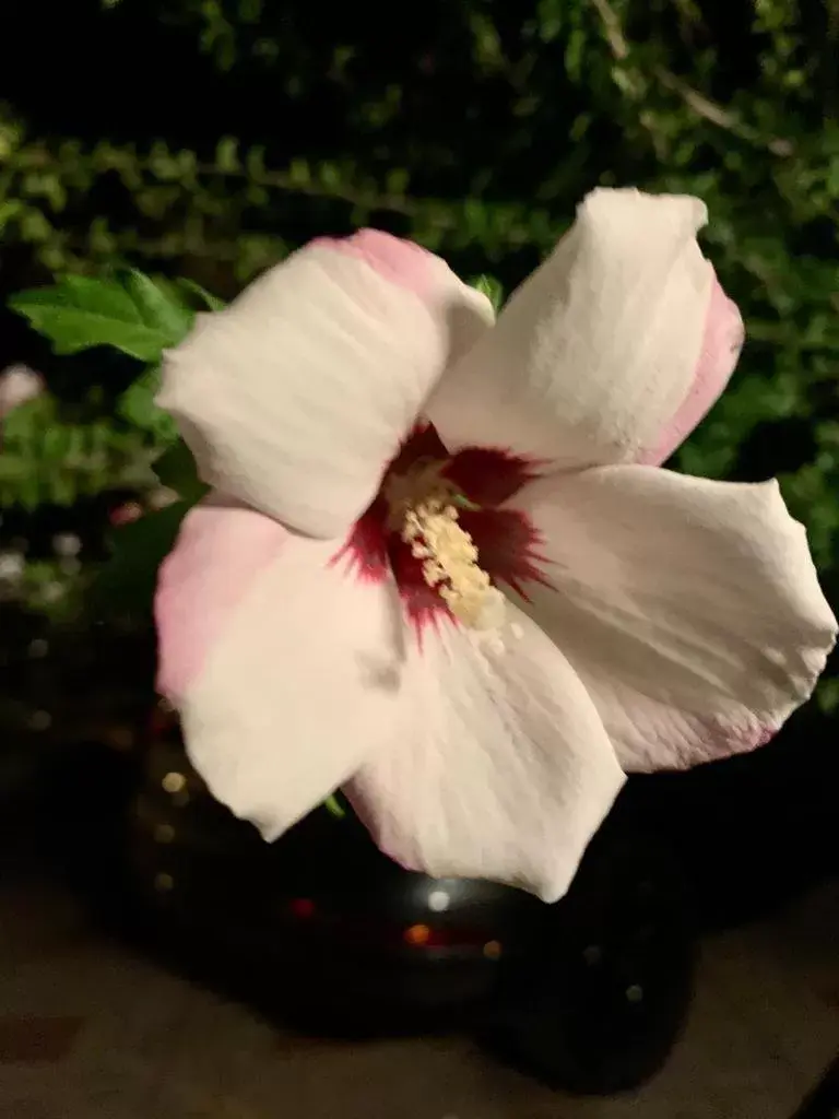 B&B Amendola B&B Amendola