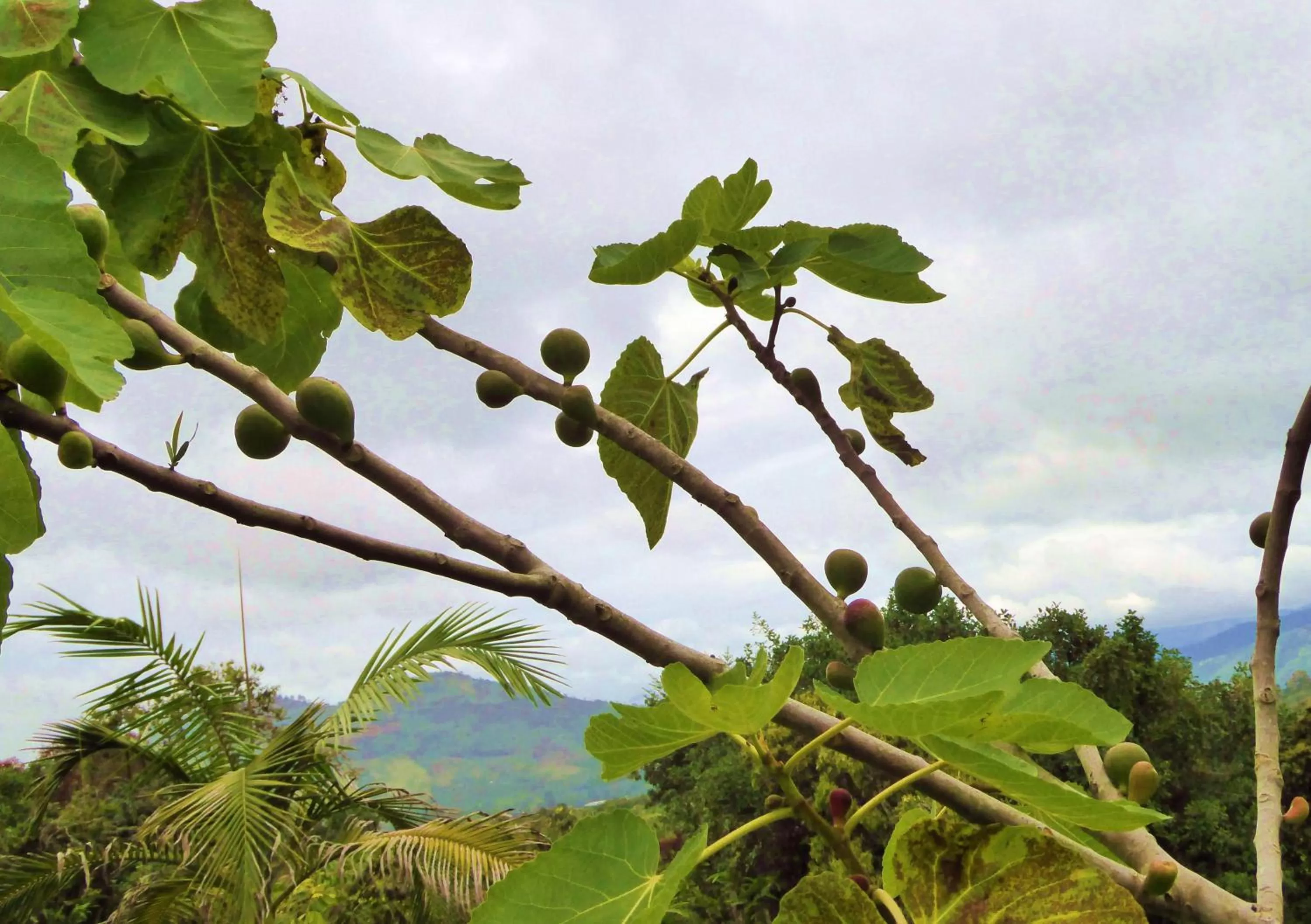 Garden in Finca El Cielo