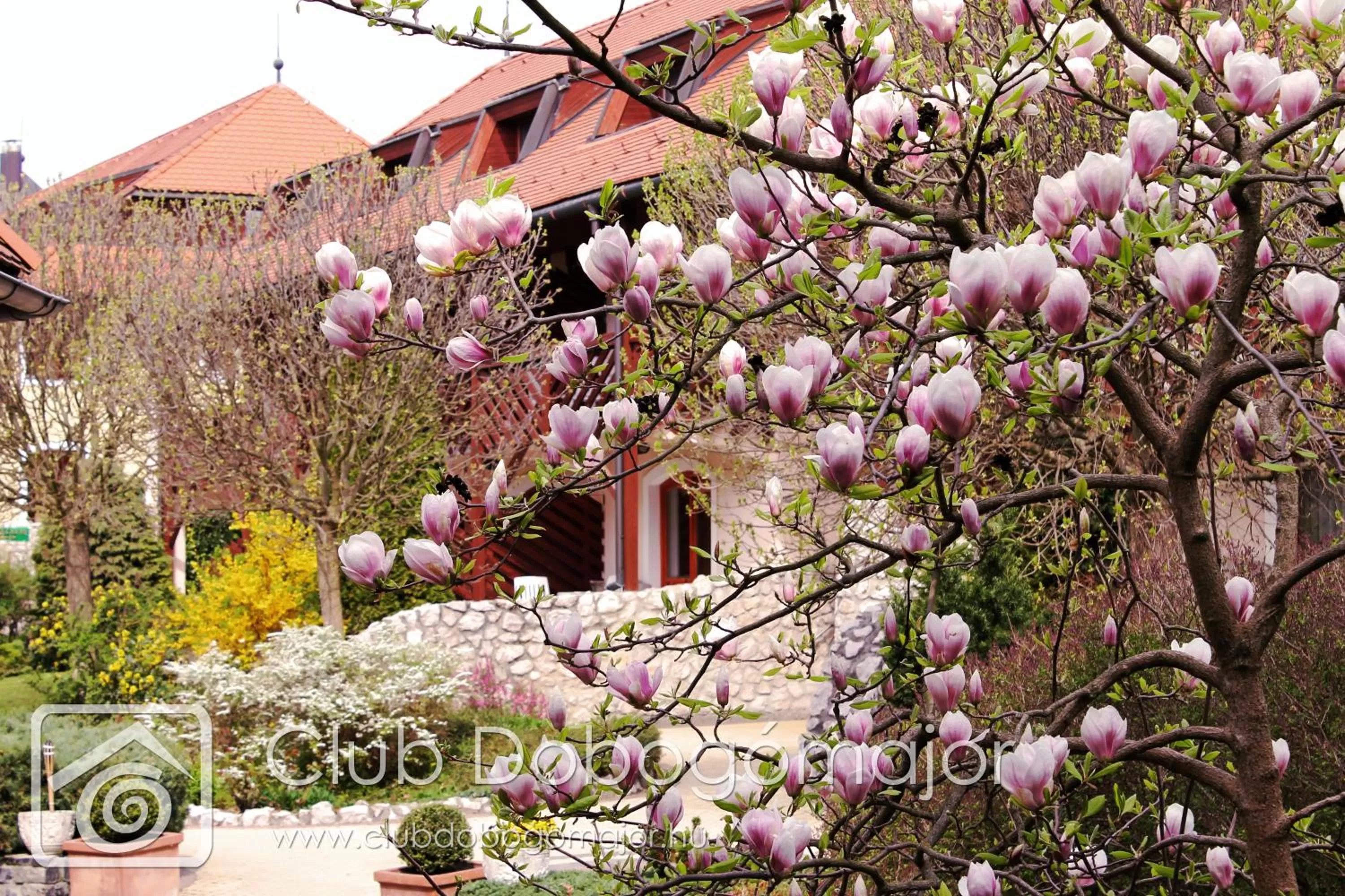 Spring in Club Dobogómajor superior