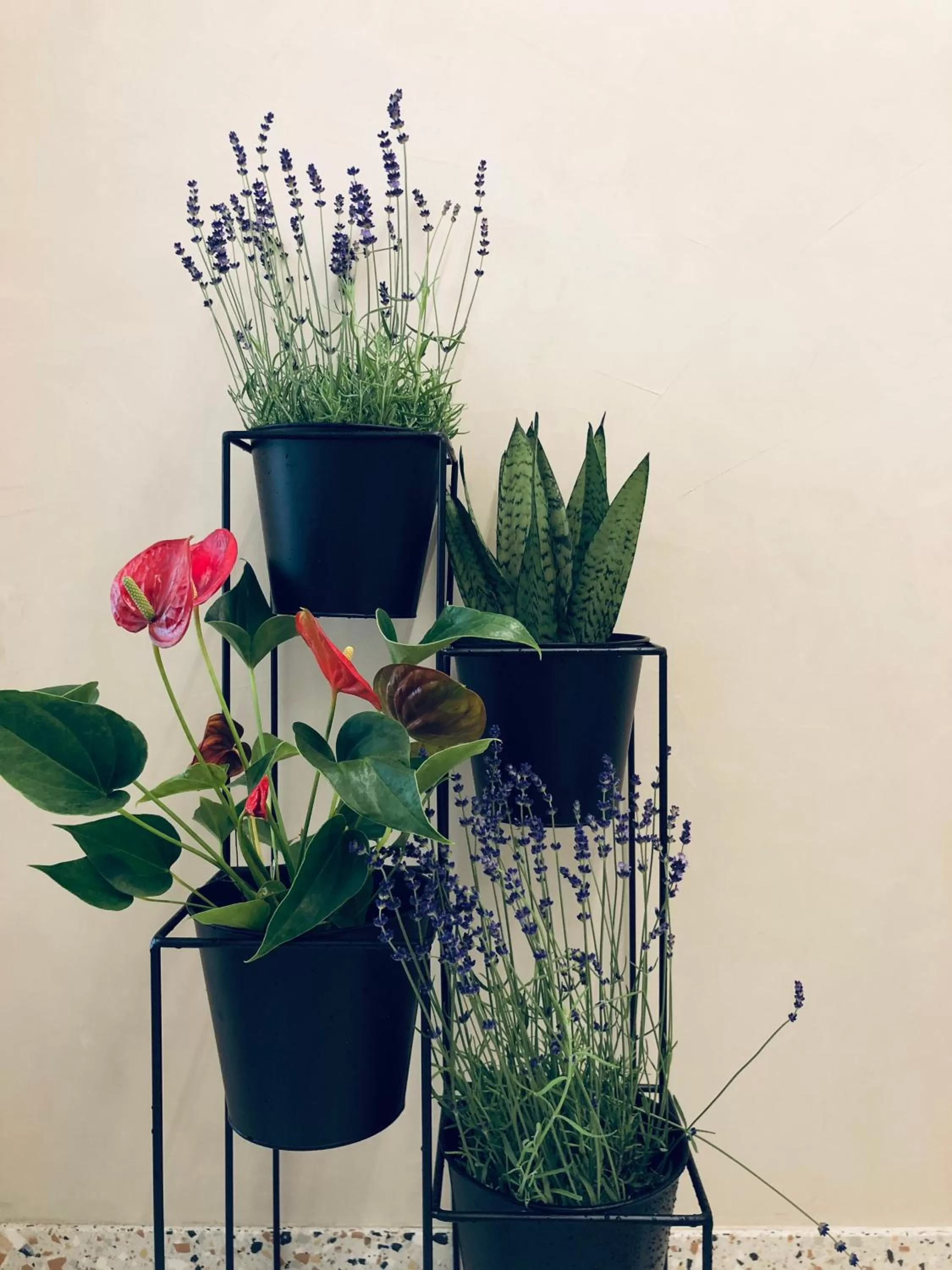 Garden in Suites Le Porte-Bonheur