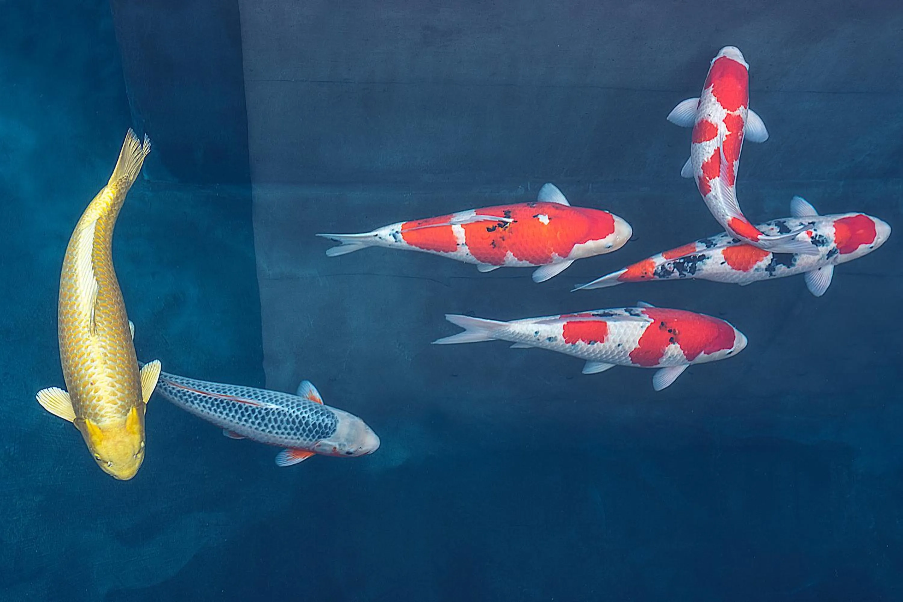 Balcony/Terrace in Zen Kyoto Apartment Hotel