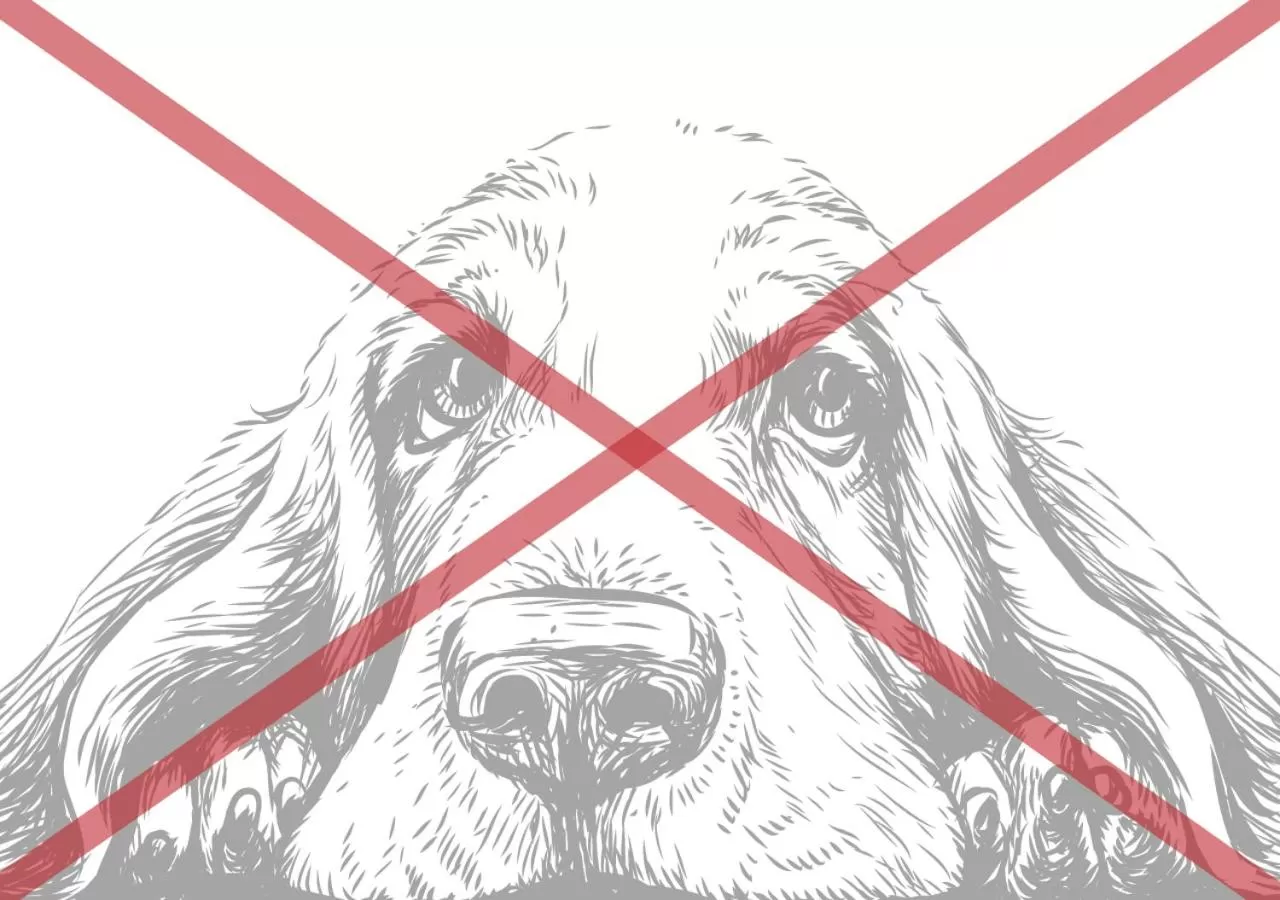 Animals in Camp Ripan