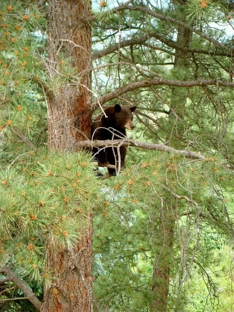Spring in Riversong Inn Retreat