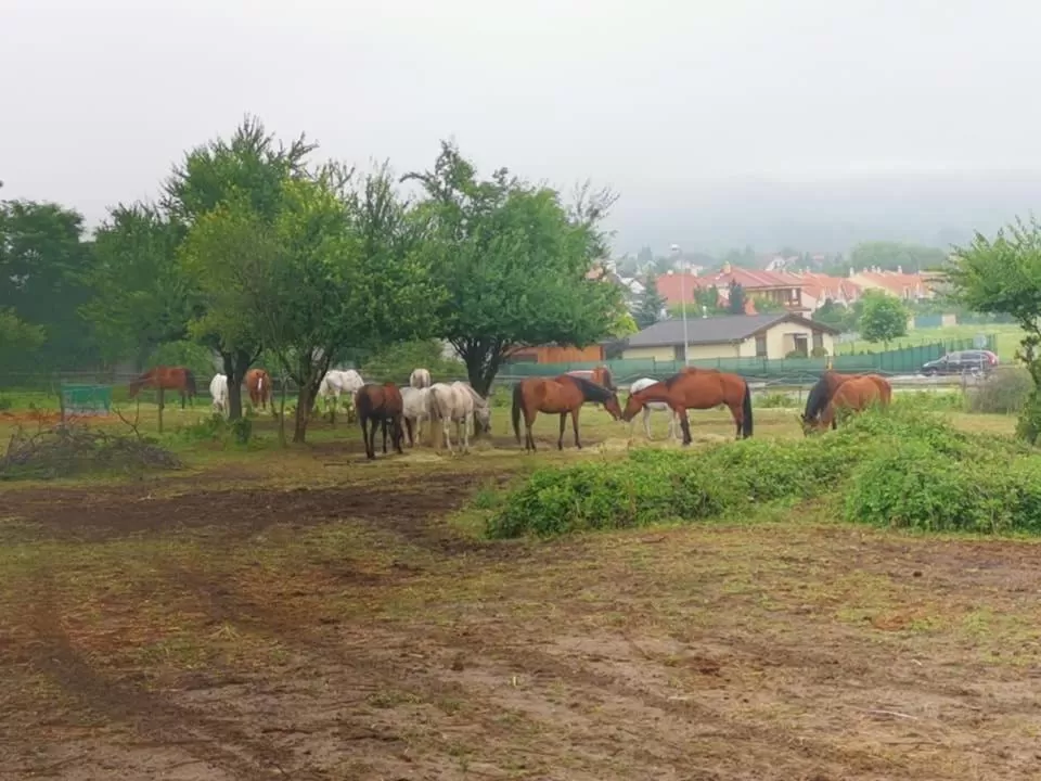 Horse-riding, Other Animals in Spa & Pool Apartment Hotel - Restaurant VILLA IVICA