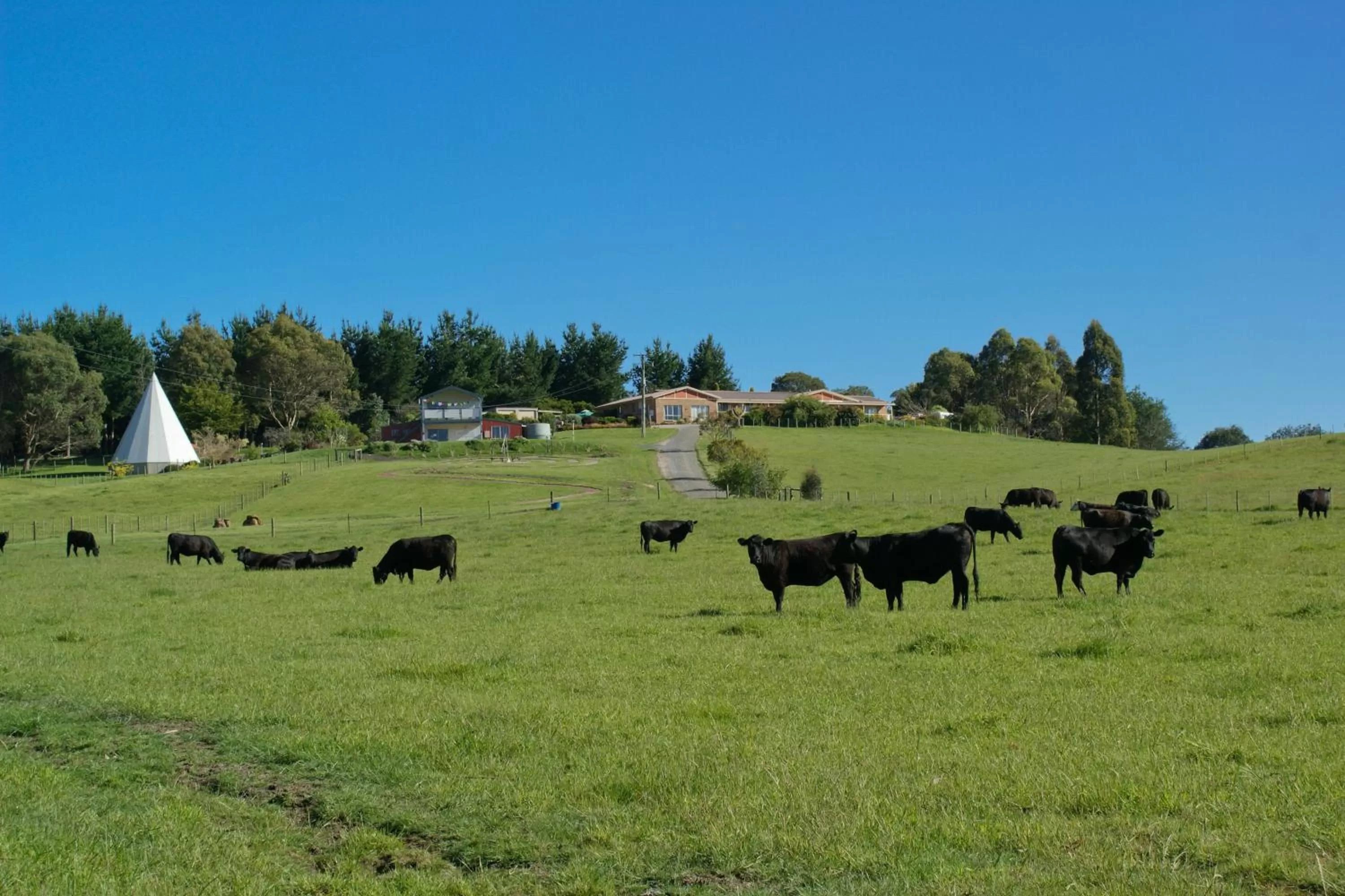 Day, Other Animals in Sherwood View Accommodation