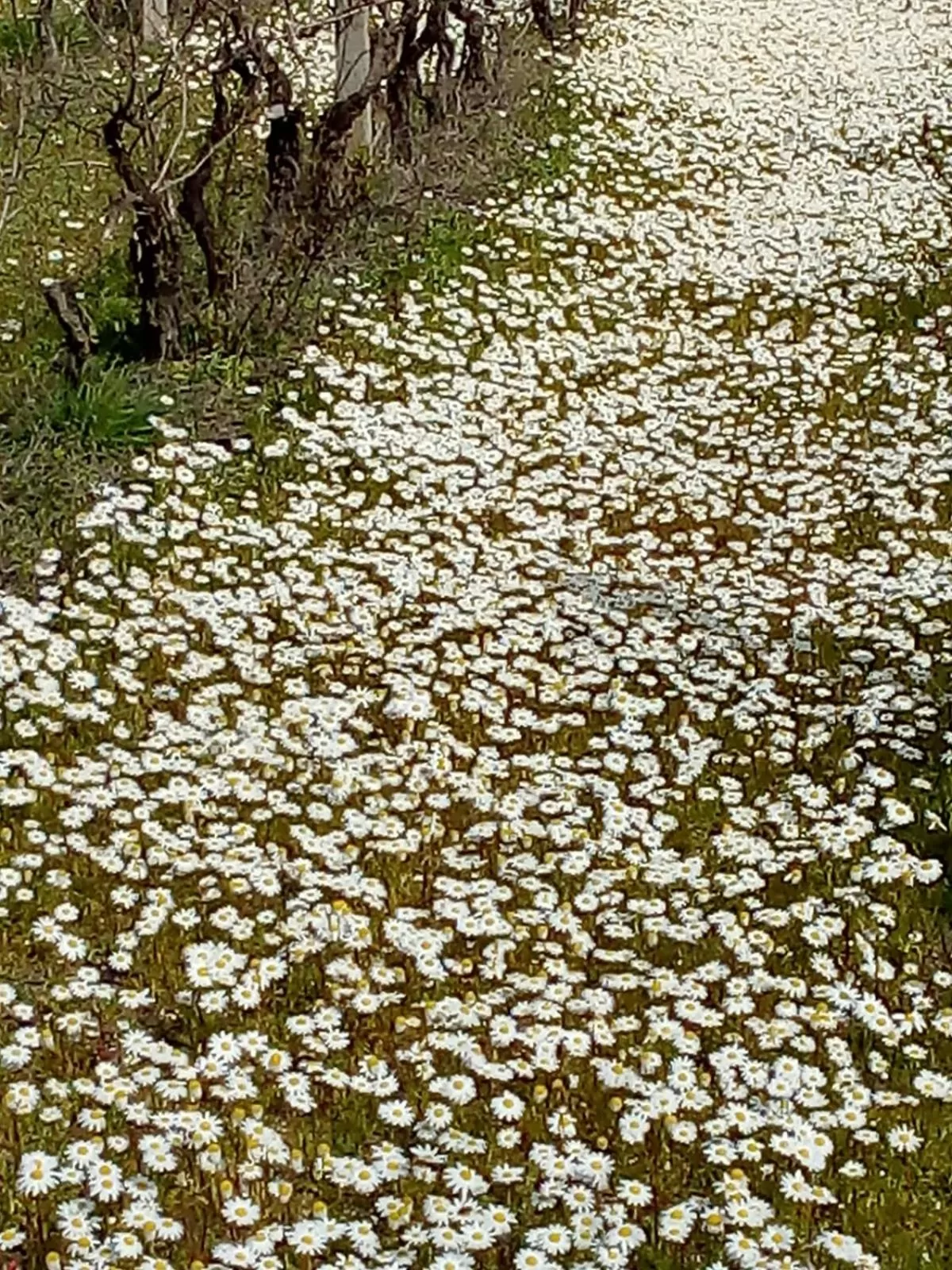 Natural landscape in Bed & Breakfast Paui