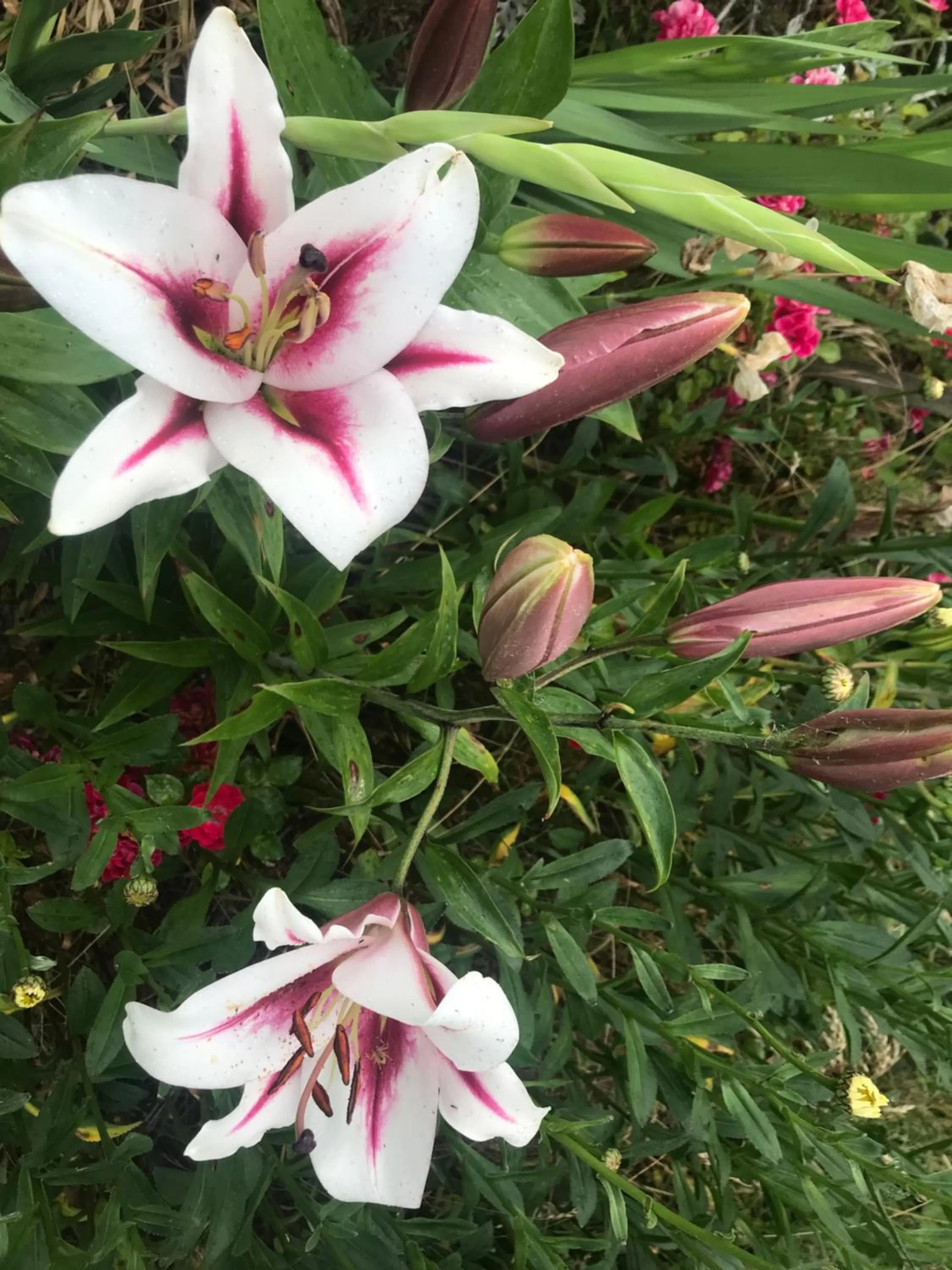 Garden in Newlands Bed and Breakfast