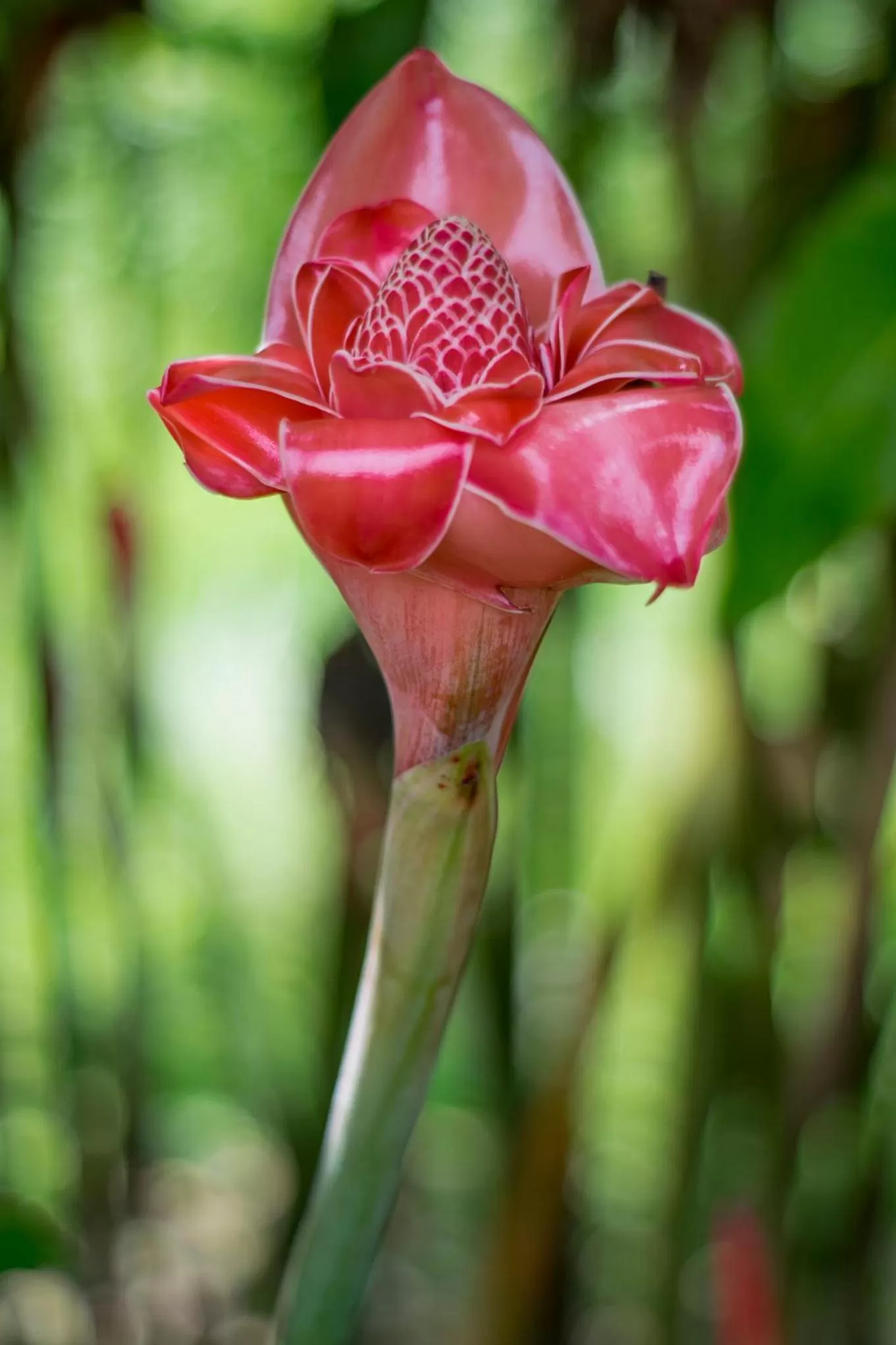 Garden in Hotel Kokoro Mineral Hot Springs