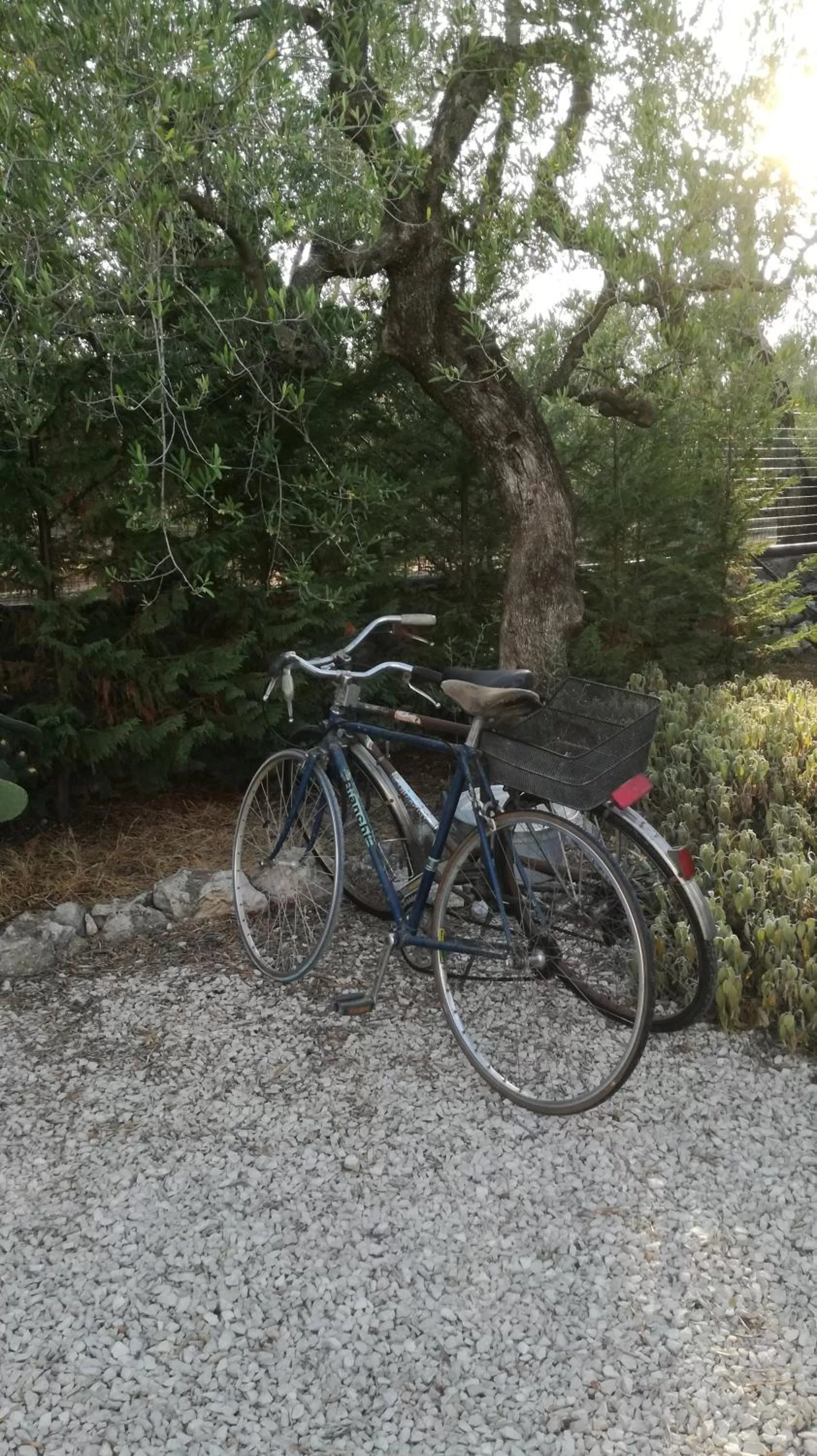 Cycling in B&B Villa Mediterranea with private parking