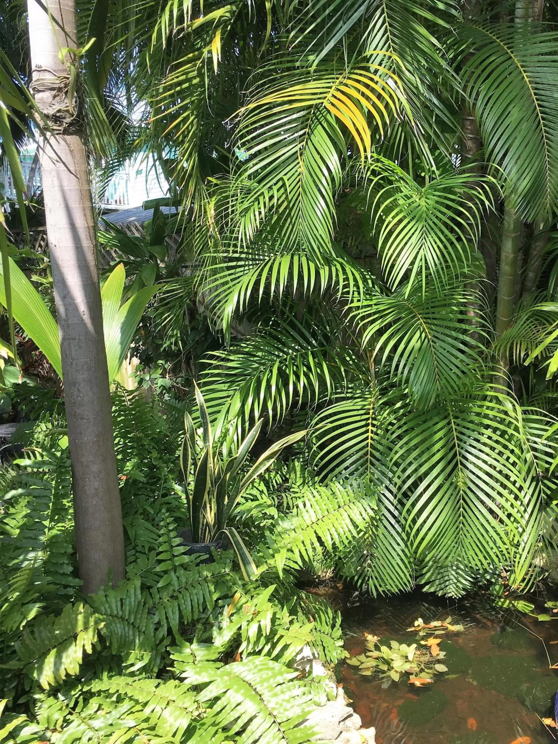 Garden in Douglas House