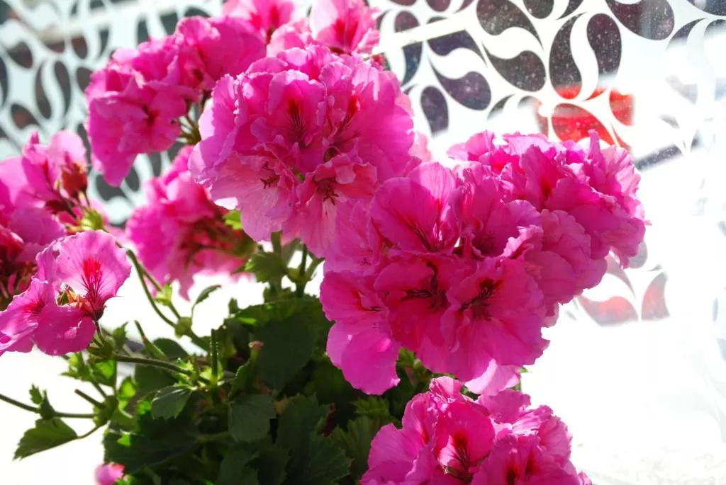 Other in Hotel Irene