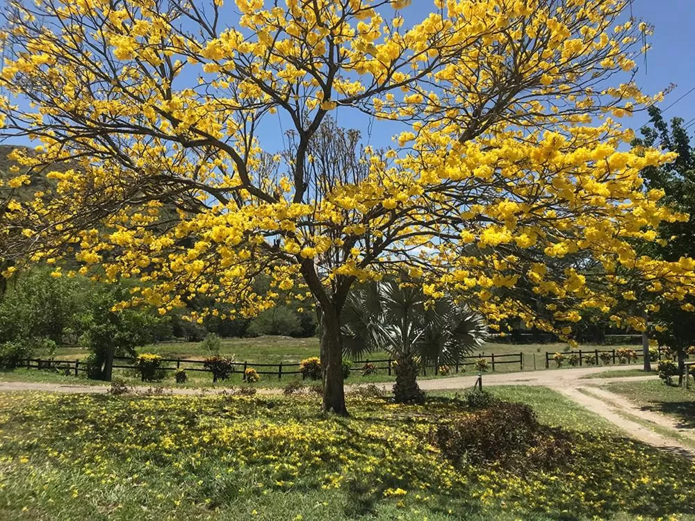 Garden in Waka Hotel Rural