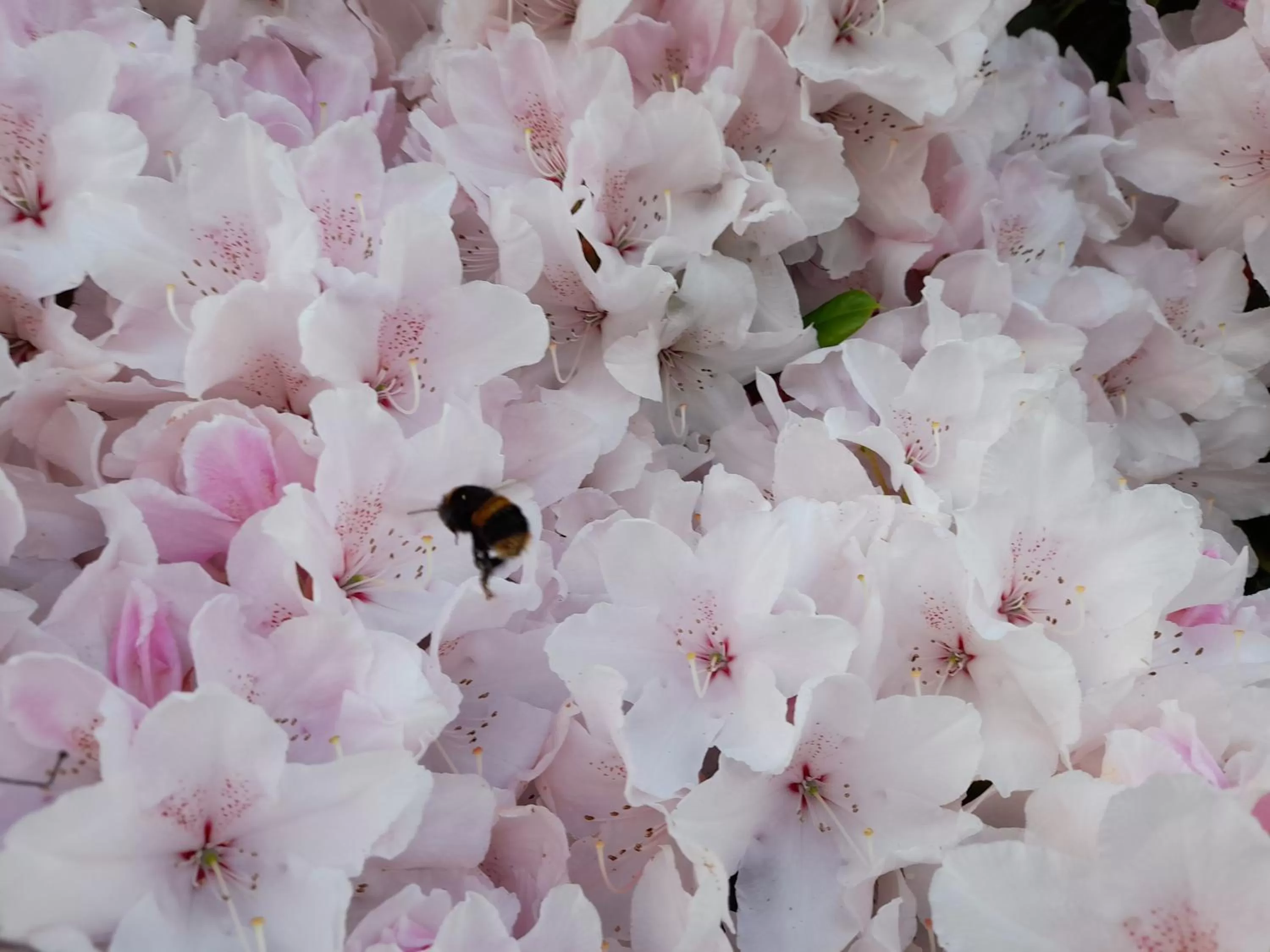 Hillside Bed and Breakfast